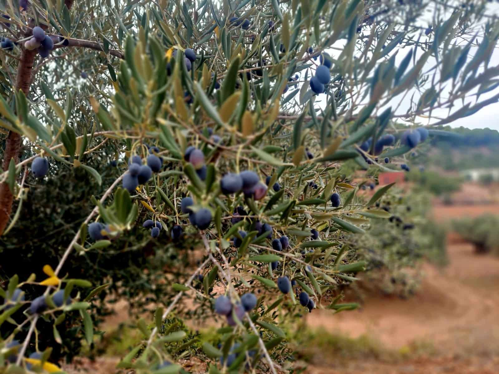 Ubebygd land til salgs i Olocau - € 60 000 (Ref: 9451620)