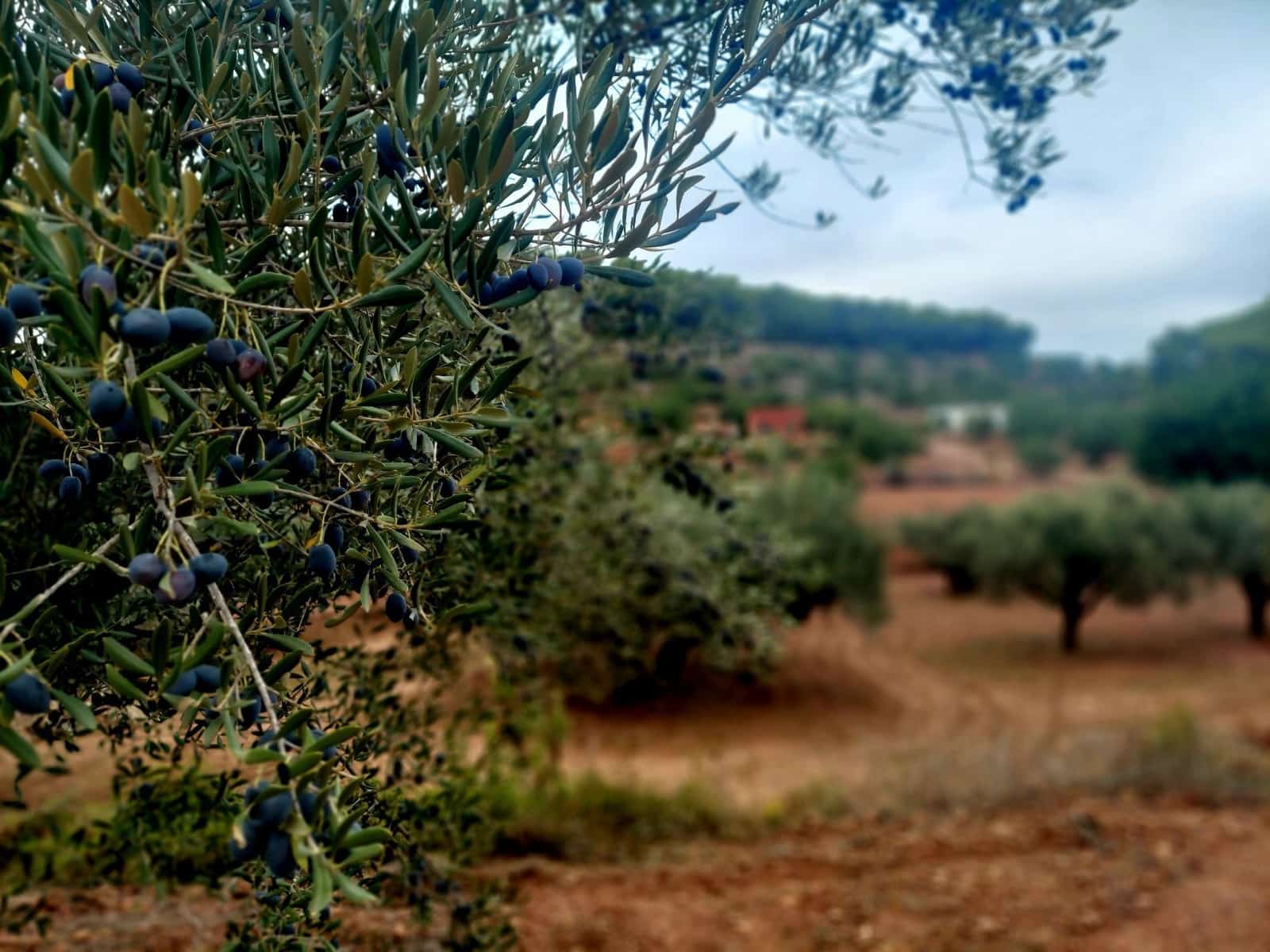 Ubebygd land til salgs i Olocau - € 60 000 (Ref: 9451620)