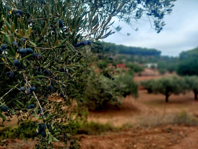 Rakentamaton maa myytävänä paikassa Olocau - 60 000 € (Ref: 9451620)