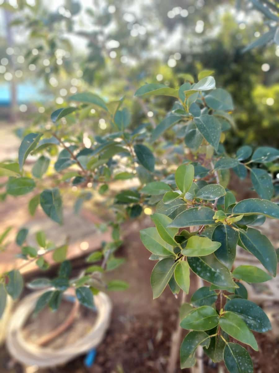 5 bedroom Villa for sale in Olocau with pool garage - € 450,000 (Ref: 9478548)