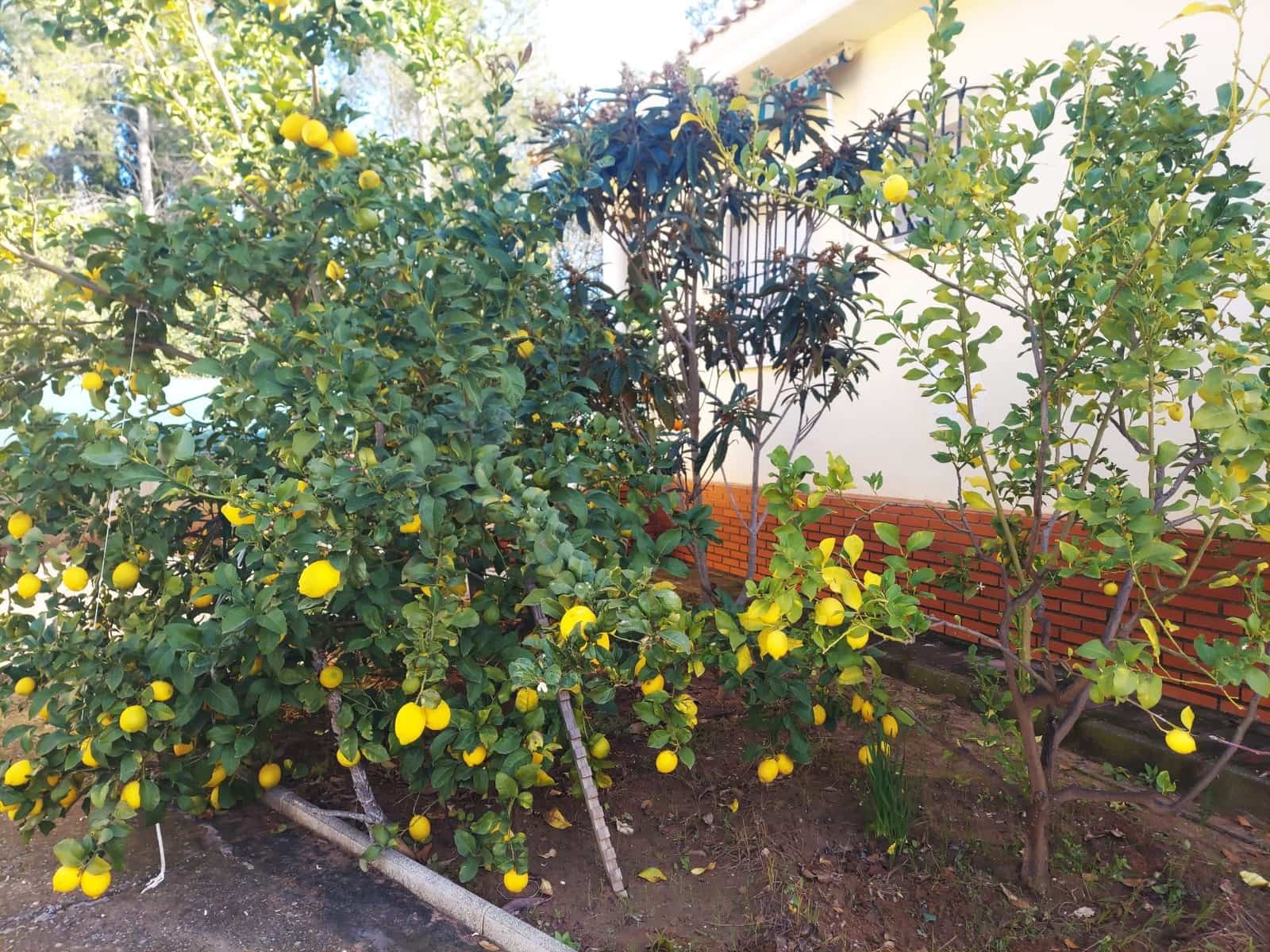 5 bedroom Villa for sale in Olocau with pool garage - € 450,000 (Ref: 9478548)