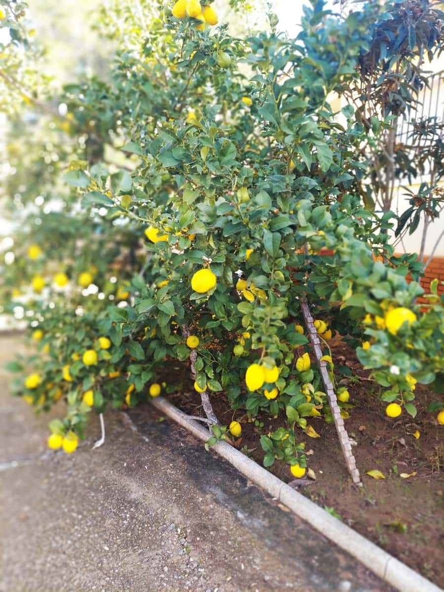 5 bedroom Villa for sale in Olocau with pool garage - € 450,000 (Ref: 9478548)