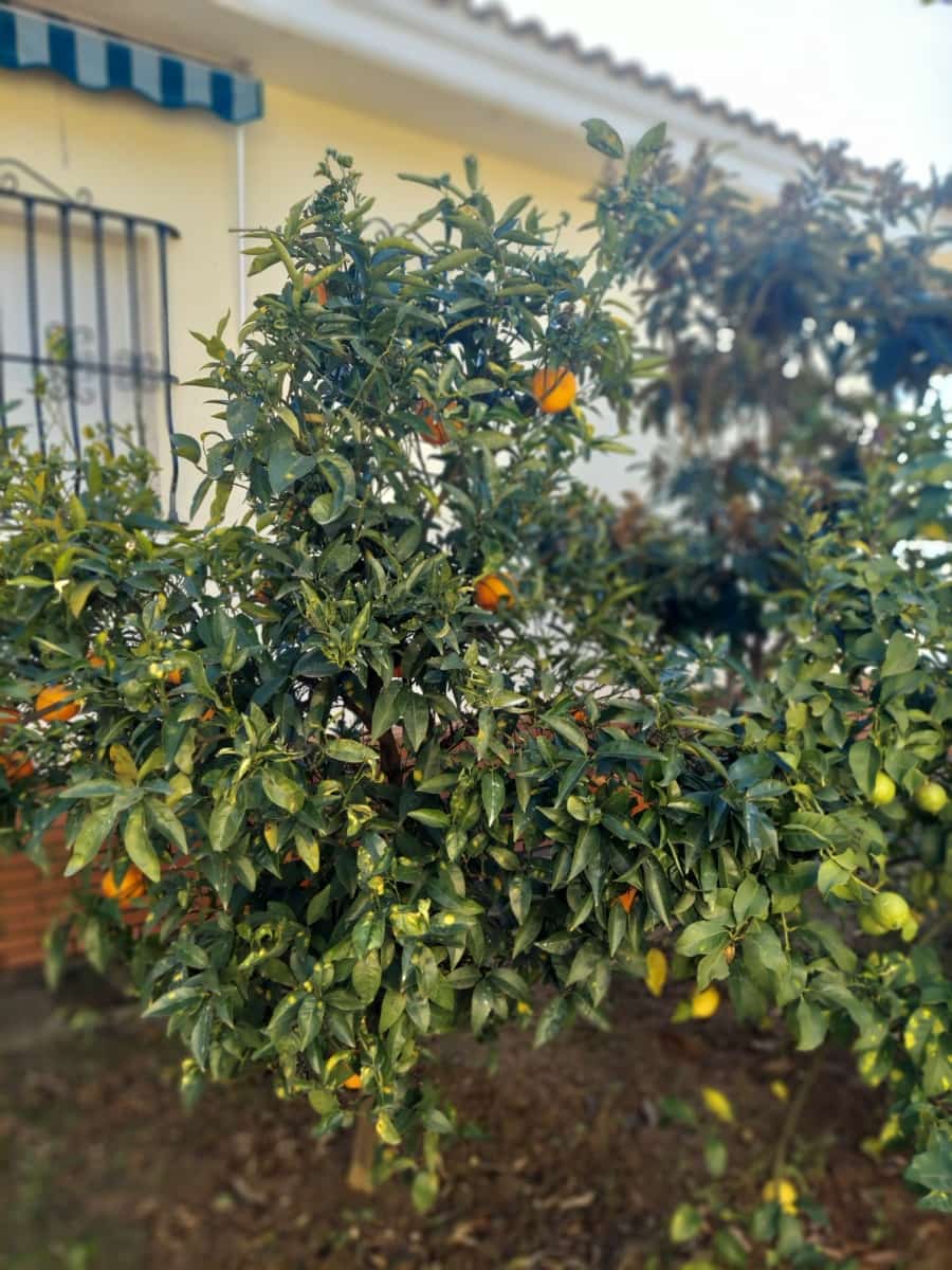 5 bedroom Villa for sale in Olocau with pool garage - € 450,000 (Ref: 9478548)