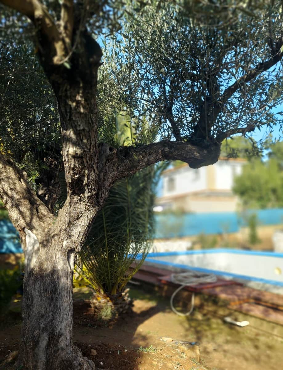 5 bedroom Villa for sale in Olocau with pool garage - € 450,000 (Ref: 9478548)