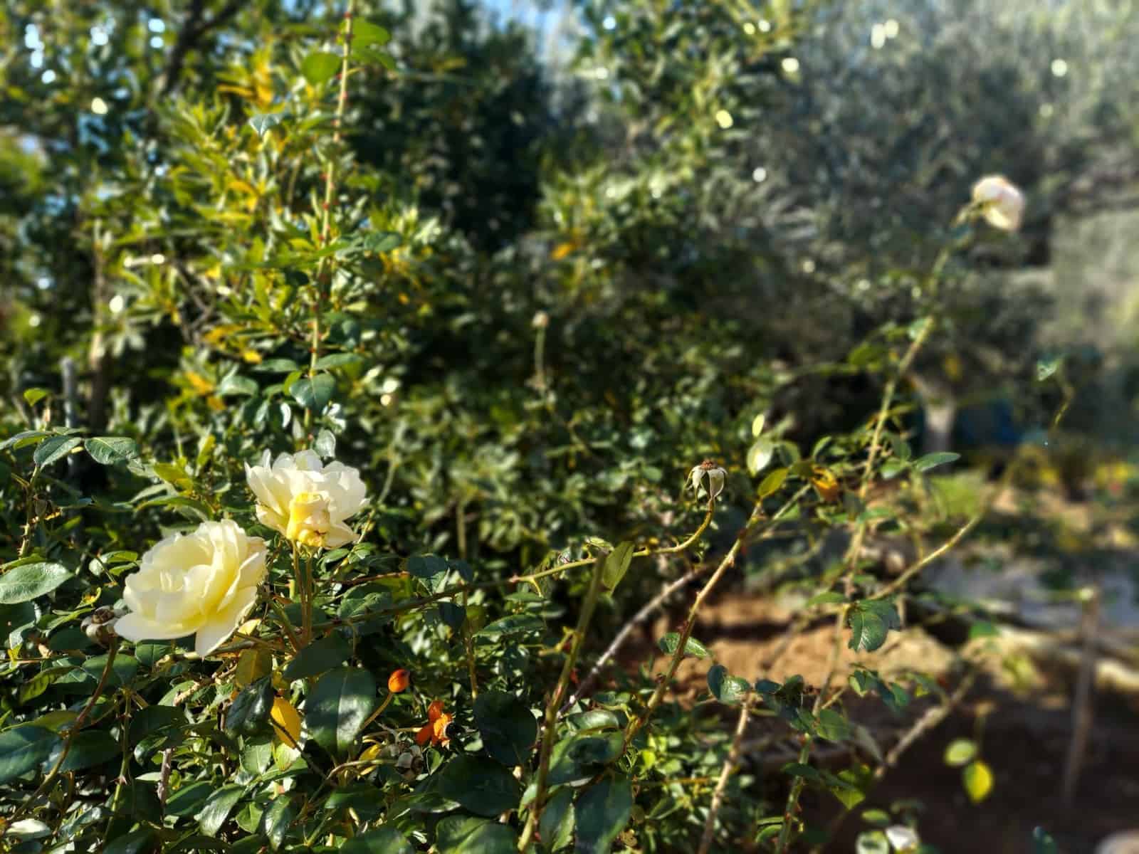 5 bedroom Villa for sale in Olocau with pool garage - € 450,000 (Ref: 9478548)