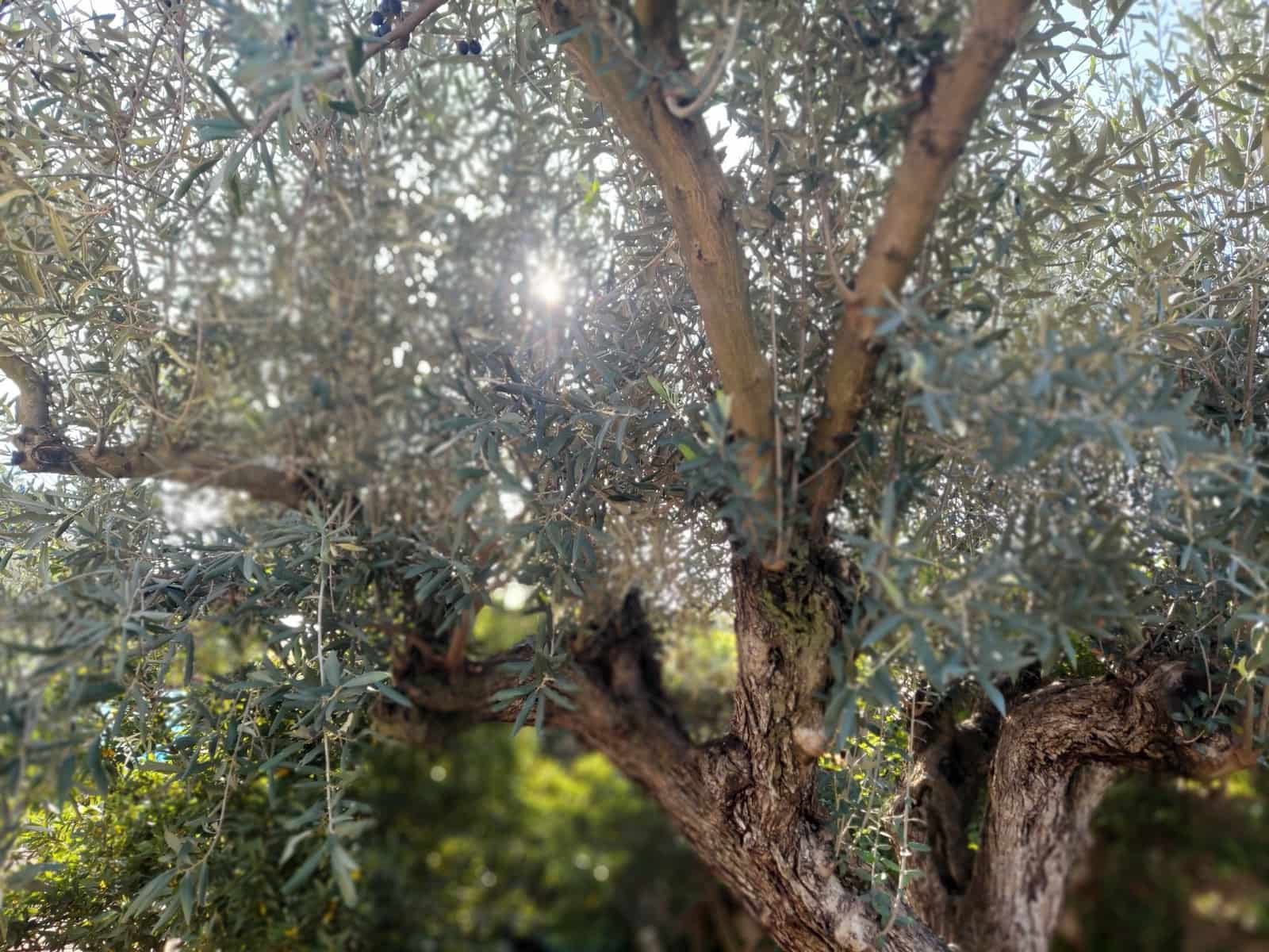 5 bedroom Villa for sale in Olocau with pool garage - € 450,000 (Ref: 9478548)