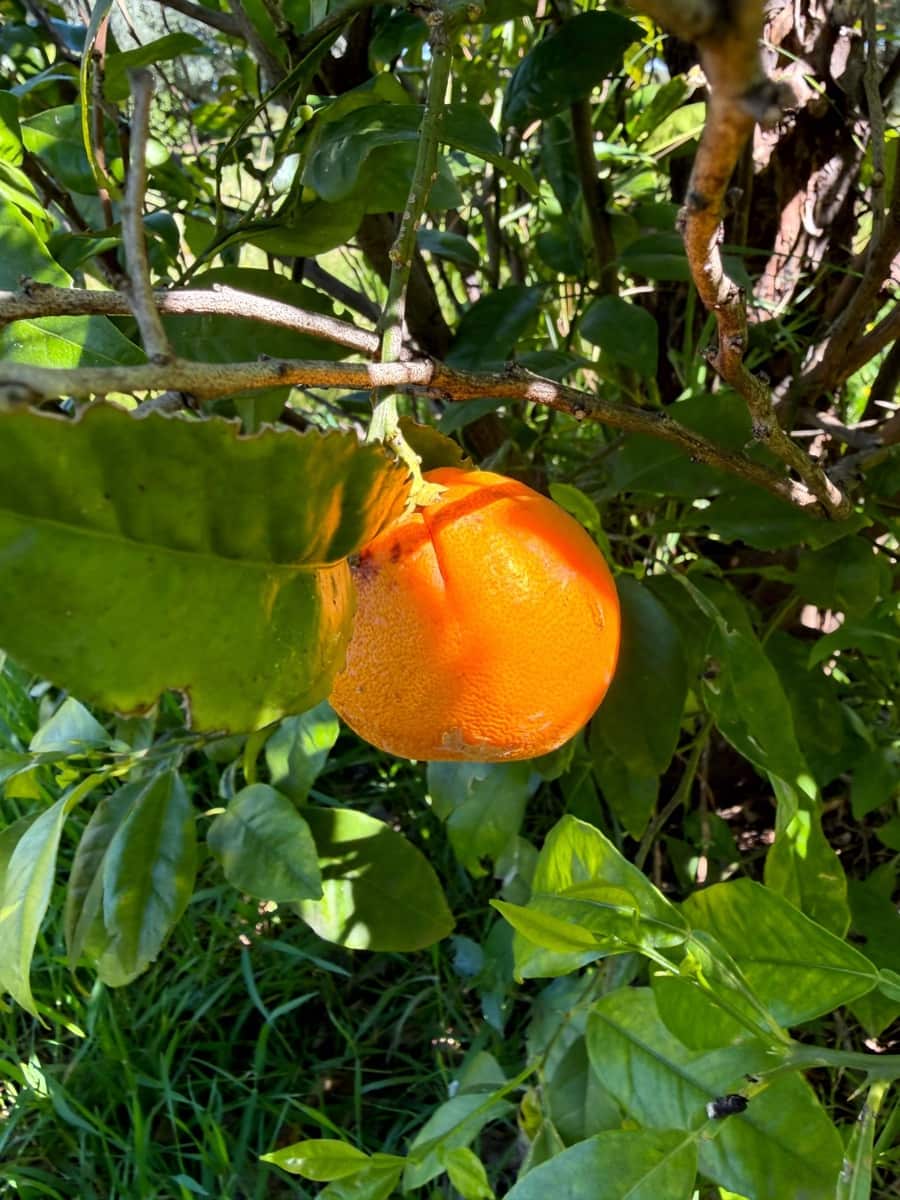 3 bedroom Villa for sale in Pedralba with pool garage - € 210,000 (Ref: 9711075)