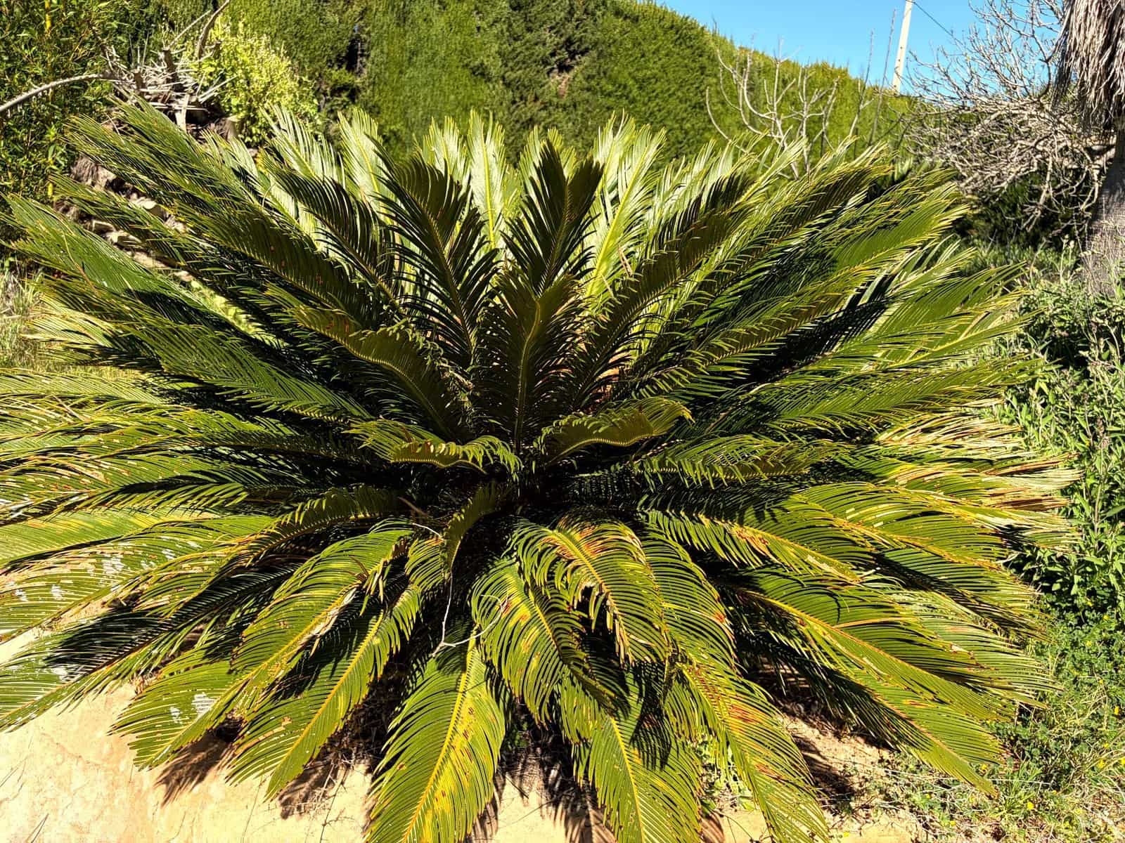 3 bedroom Villa for sale in Pedralba with pool garage - € 210,000 (Ref: 9711075)