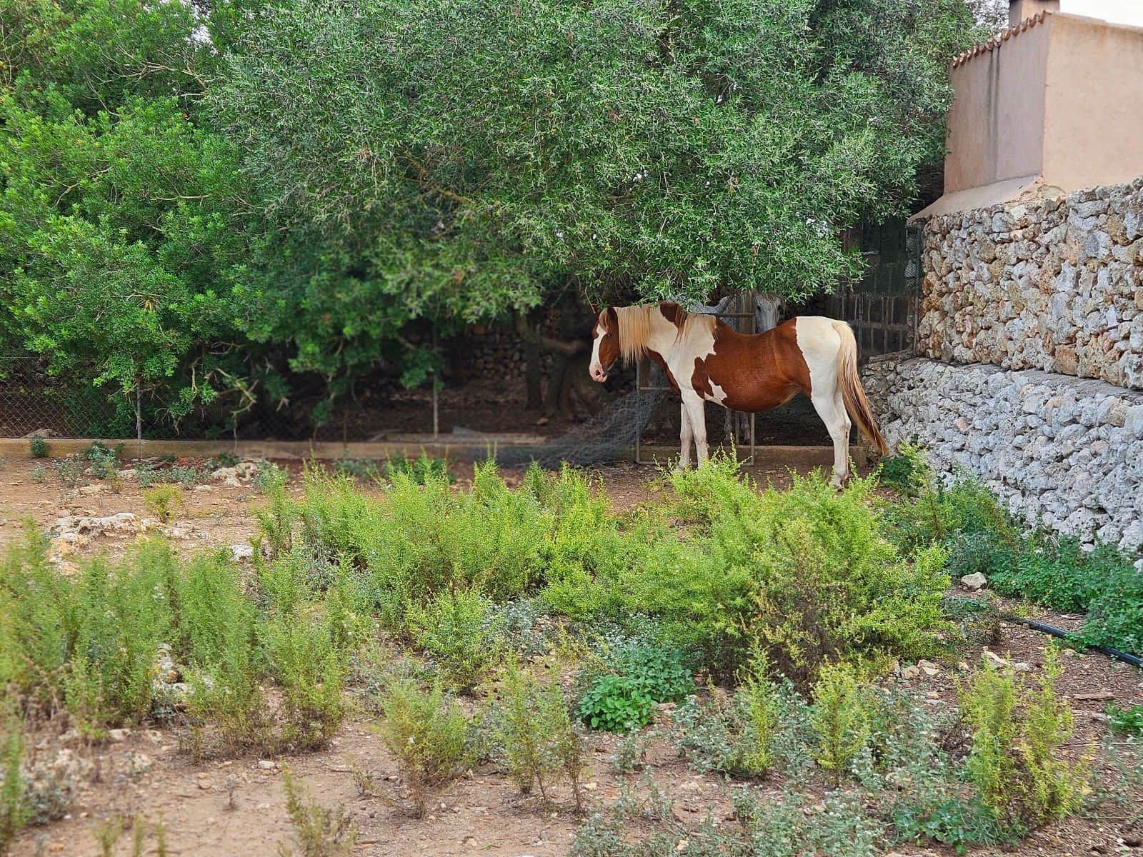 7 sypialnia Willa na sprzedaż w Lloret de Vista Alegre z basenem - 3 800 000 € (Ref: 9352092)