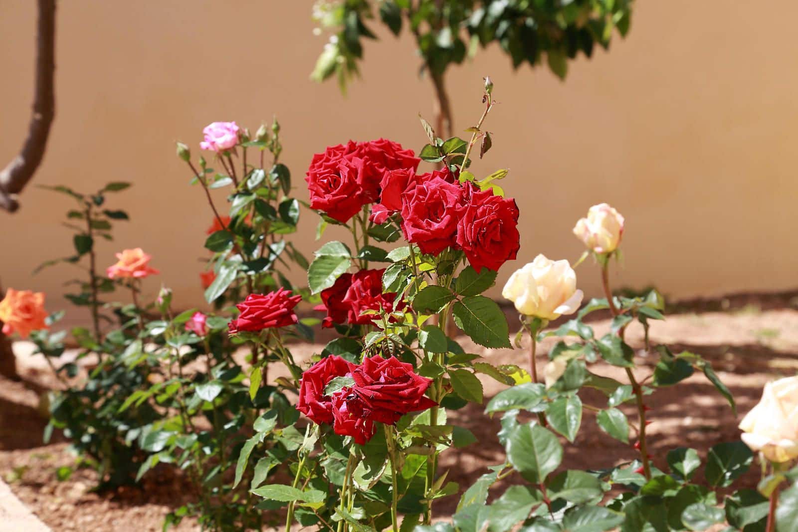 5 soveværelse Villa til salg i Ca'n Picafort med garage - € 975.000 (Ref: 9353588)