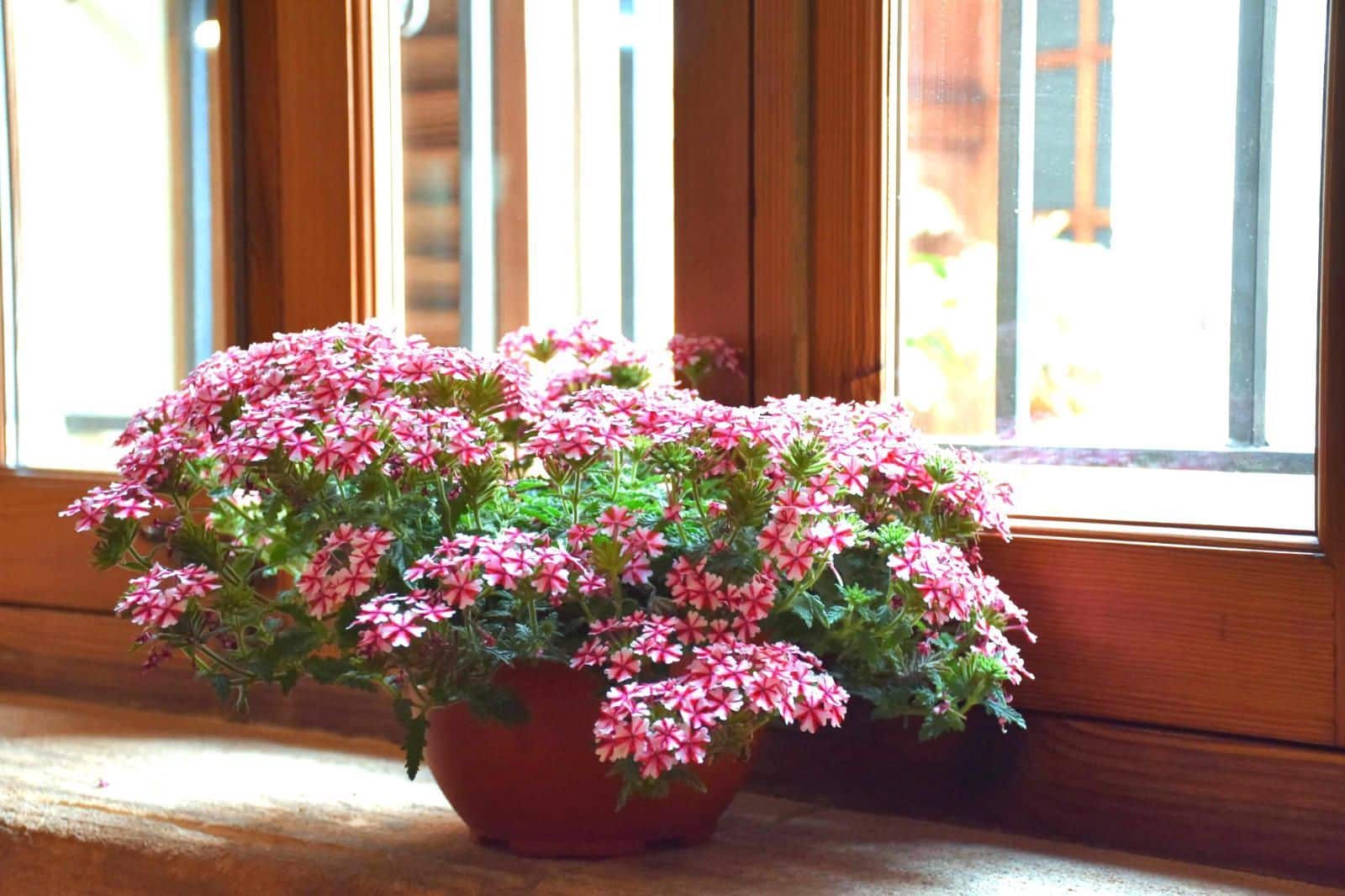 Commercieel te koop in Biniamar - € 650.000 (Ref: 9353591)