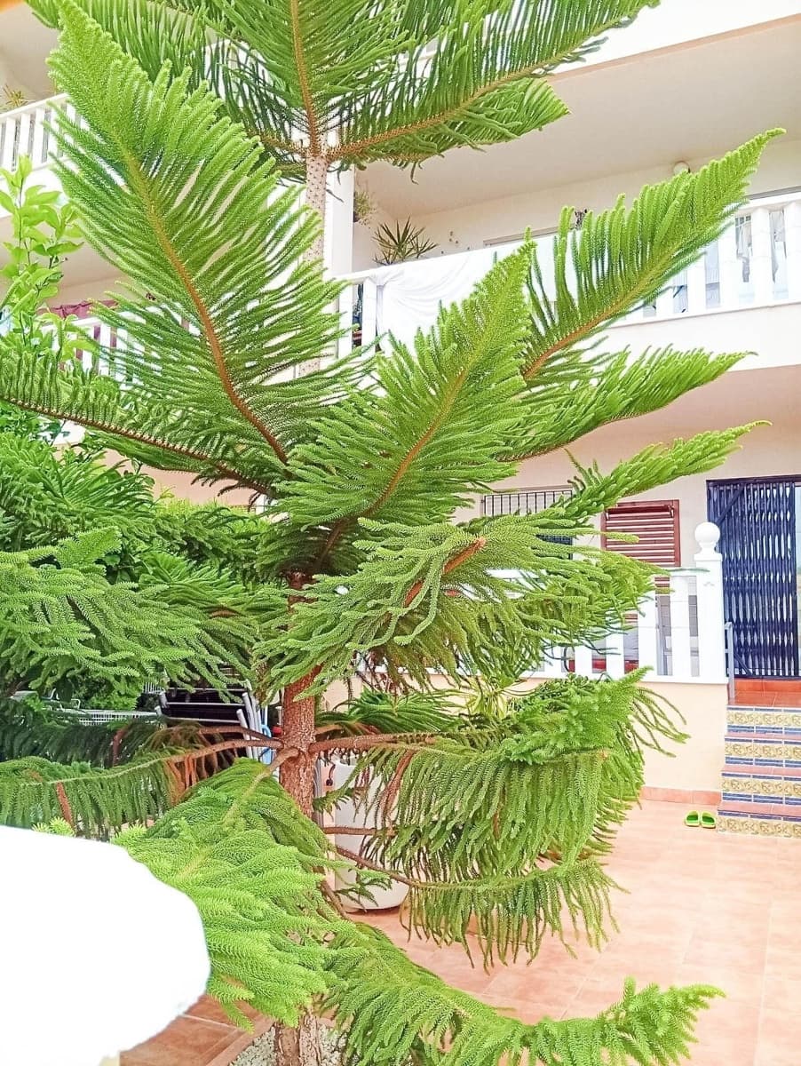 2 sypialnia Apartament na sprzedaż w Cabo Roig z basenem garażem - 159 000 € (Ref: 9212541)