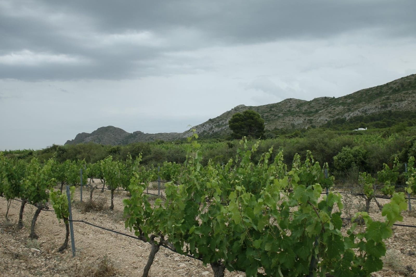 6 Zimmer Villa zu verkaufen in Yecla mit Pool - 800.000 € (Ref: 9068191)