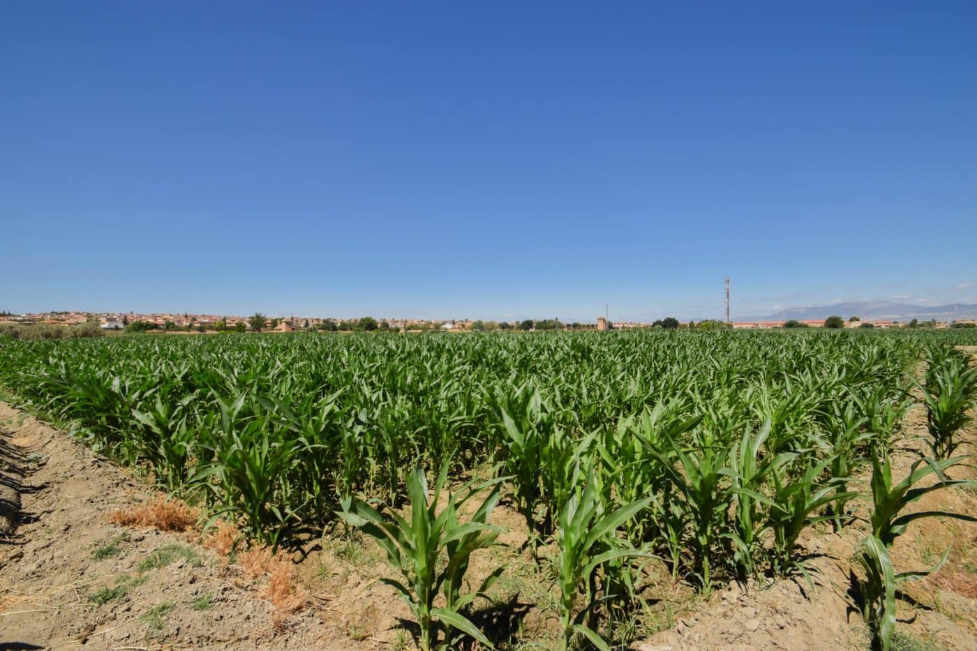 Finca/Country House for sale in Cullar Vega - € 70,000 (Ref: 9787530)