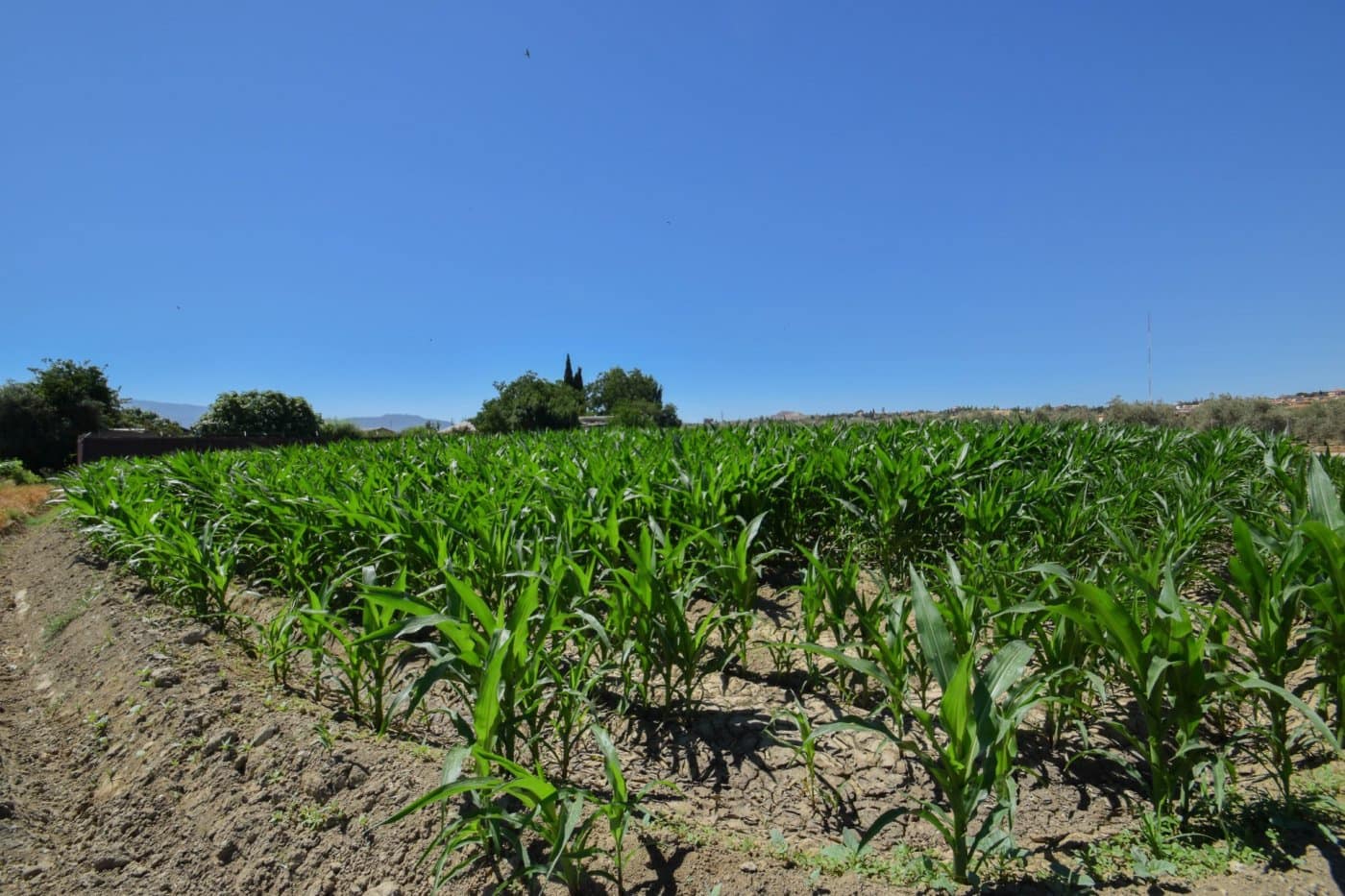 Finca/Country House for sale in Cullar Vega - € 70,000 (Ref: 9787530)