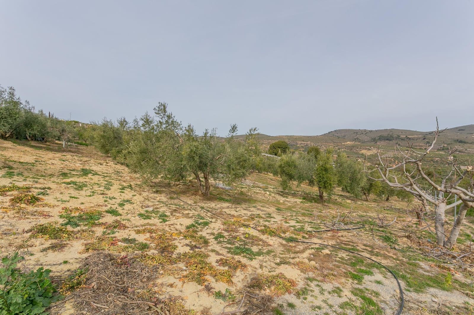 Finca/Casa Rural de 3 habitaciones en Albuñuelas en venta con piscina - 295.000 € (Ref: 9829094)