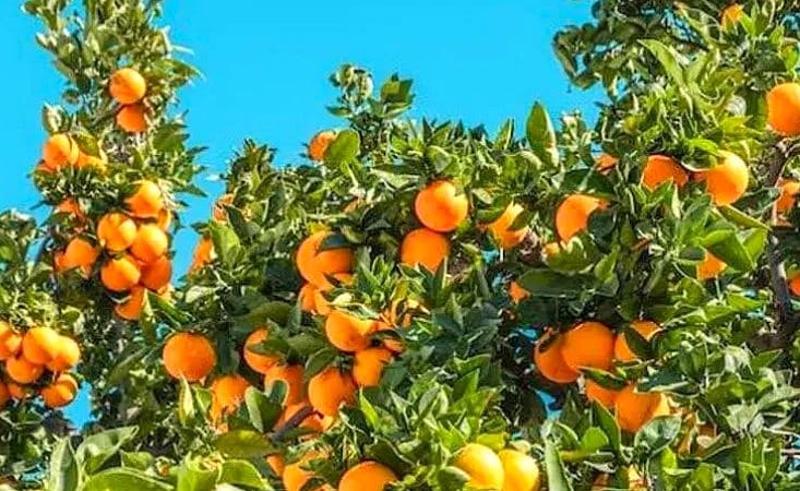 8 slaapkamer Finca/Landhuis te koop in Los Martinez del Puerto - € 394.900 (Ref: 9498996)