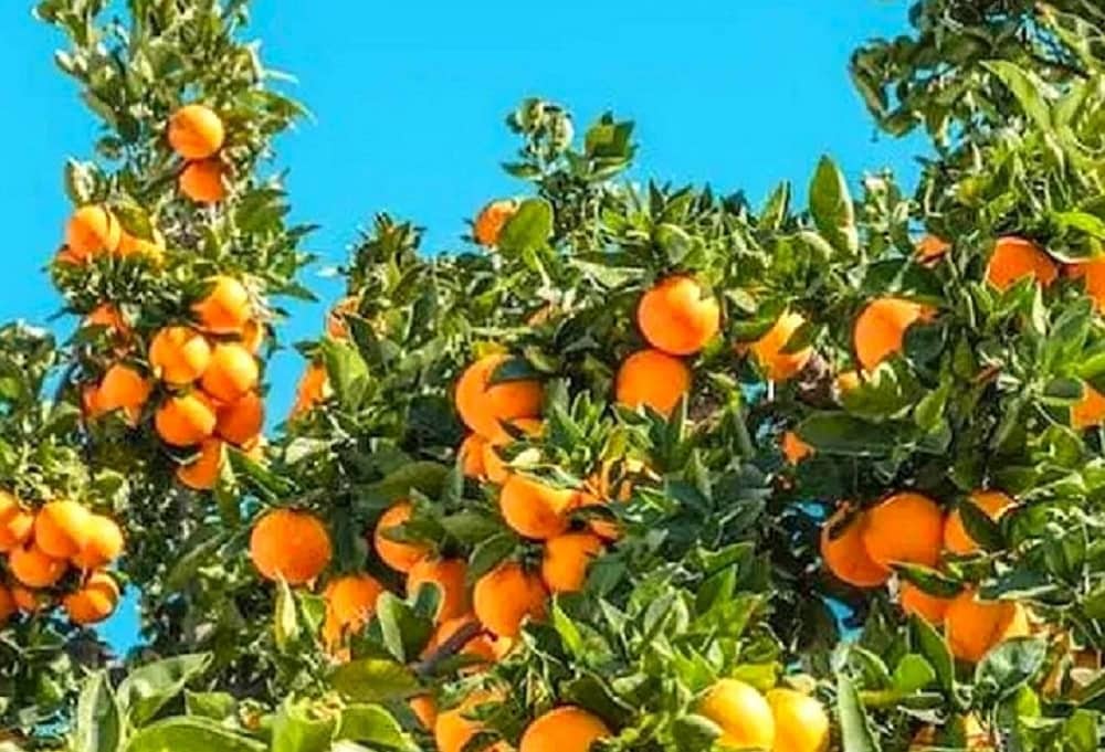 2 bedroom Apartment for sale in Bigastro - € 68,950 (Ref: 9658418)