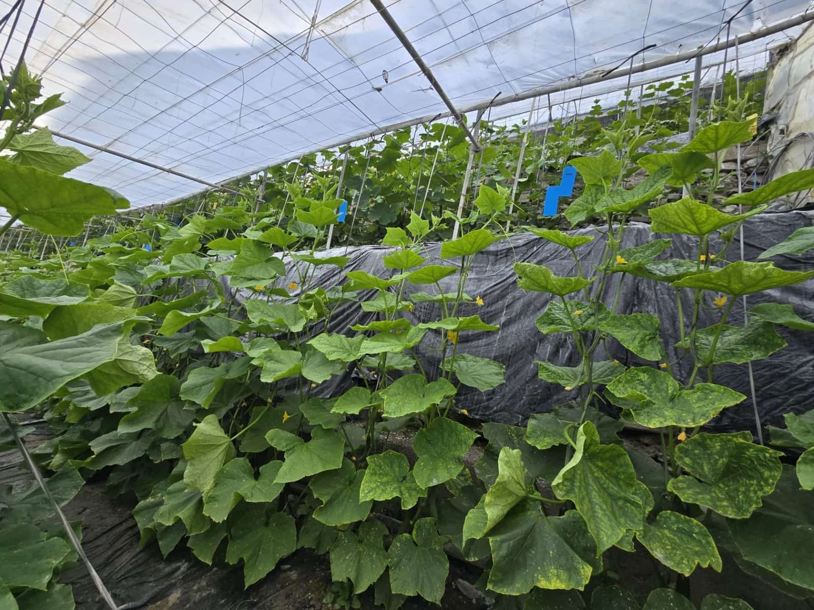 Finca/Landehus til salg i Rubite - € 54.000 (Ref: 9254634)