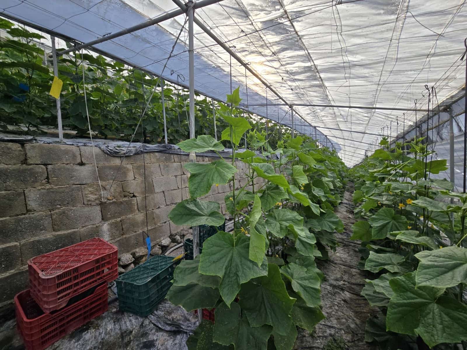 Finca/Landehus til salg i Rubite - € 54.000 (Ref: 9254634)