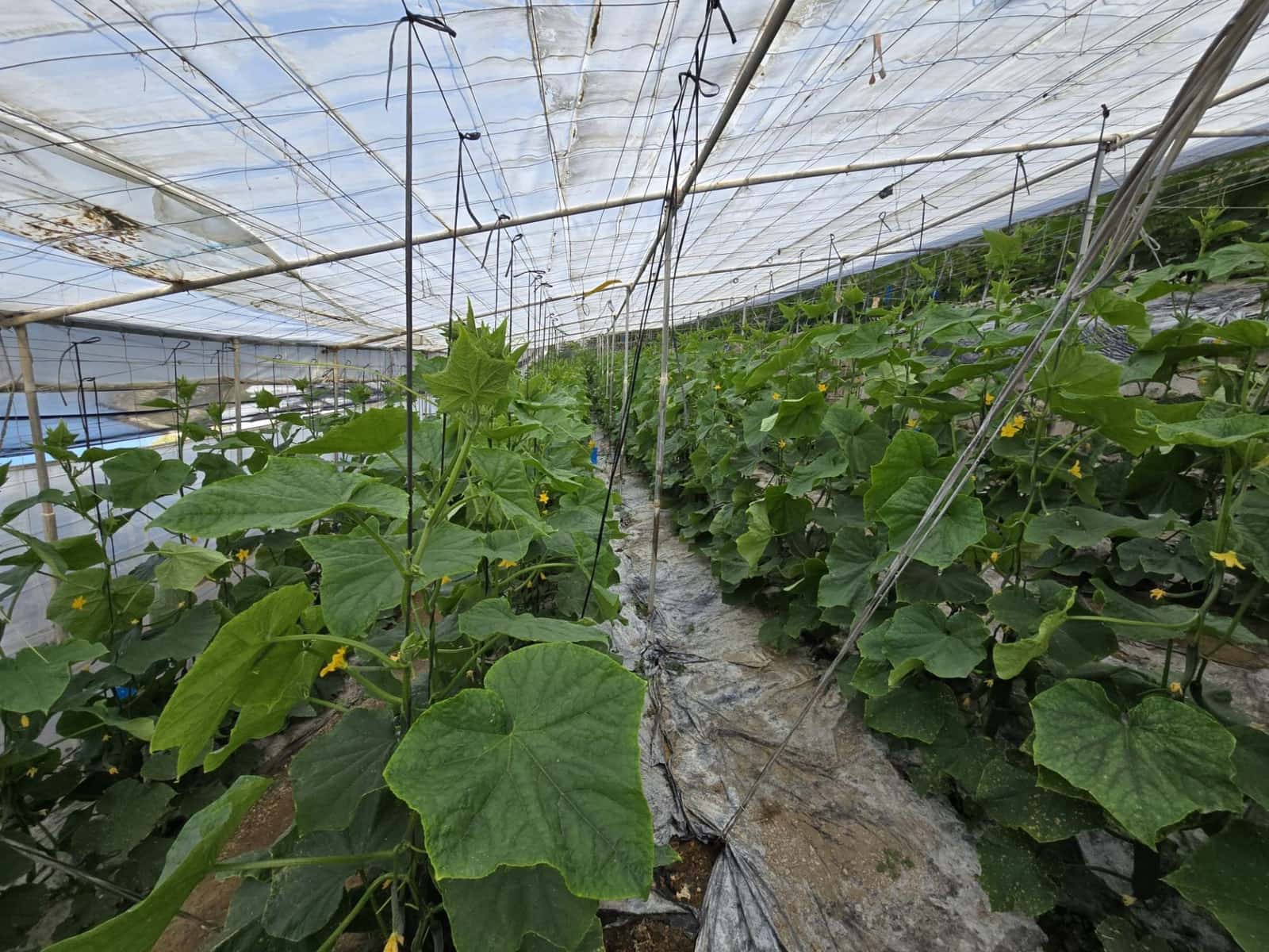 Finca/Landehus til salg i Rubite - € 54.000 (Ref: 9254634)