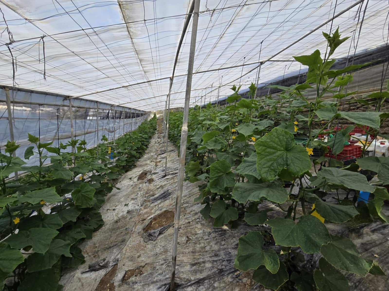 Finca/Landehus til salg i Rubite - € 54.000 (Ref: 9254634)