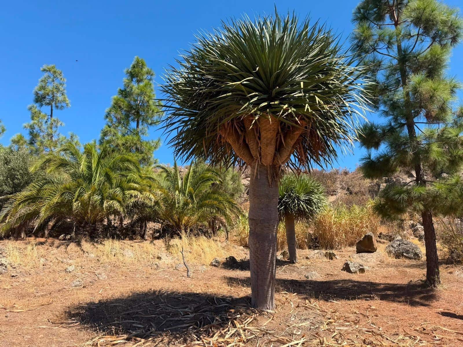 2 quarto Quinta/Casa Rural para venda em Ingenio com piscina garagem - 599 900 € (Ref: 10035399)