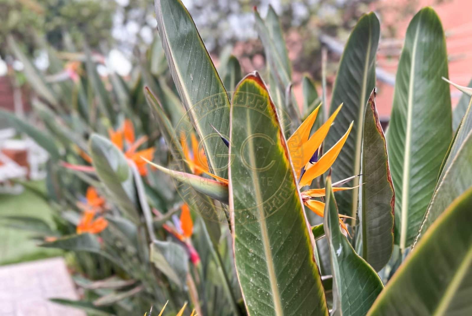 5 bedroom Villa for sale in El Salobre with pool garage - € 799,000 (Ref: 8363196)