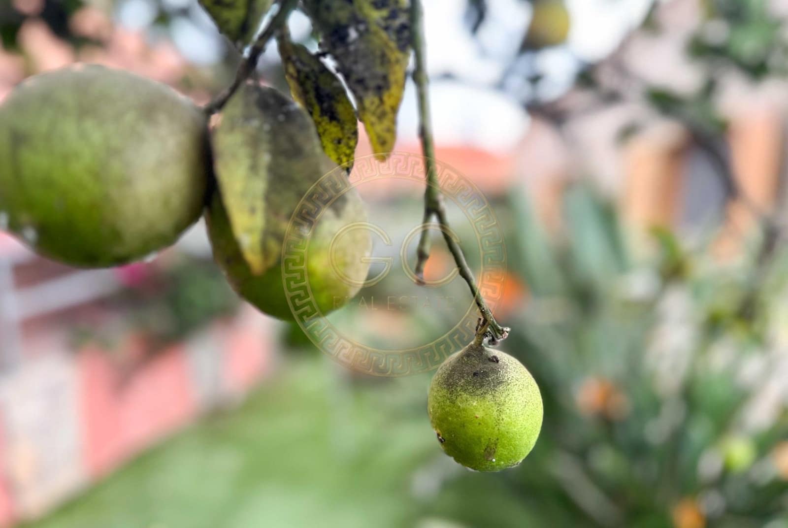 5 bedroom Villa for sale in El Salobre with pool garage - € 799,000 (Ref: 8363196)