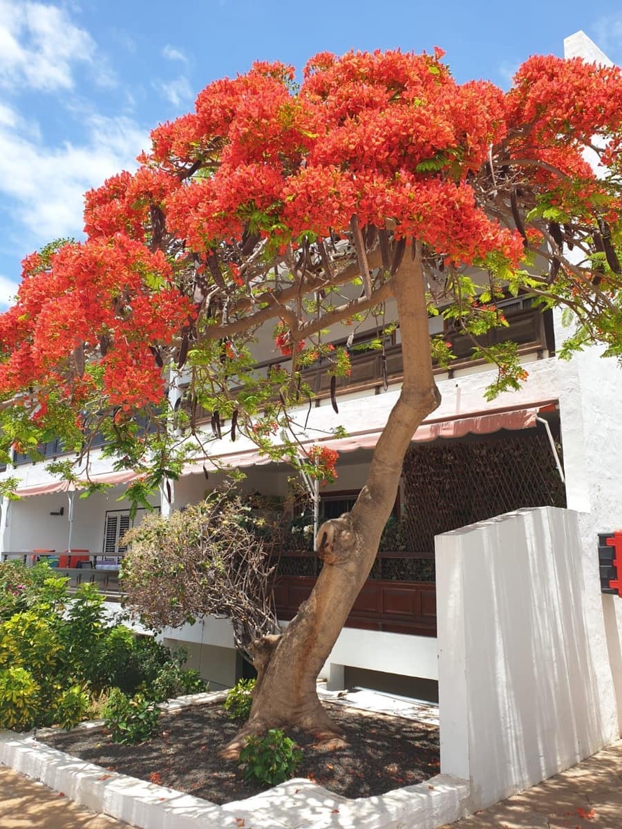 2 makuuhuone Huoneisto myytävänä paikassa Playa de las Americas mukana uima-altaan - 490 000 € (Ref: 9075712)