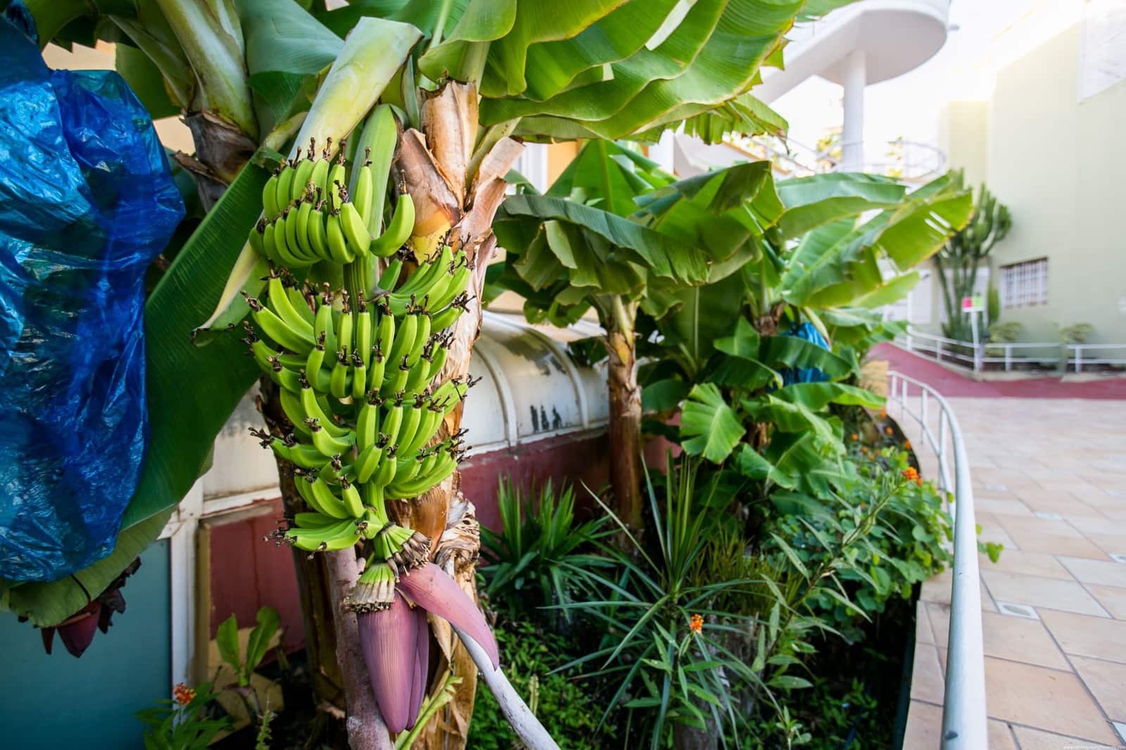 1 soveværelse Lejlighed til salg i Costa Adeje med swimmingpool garage - € 310.000 (Ref: 9247942)