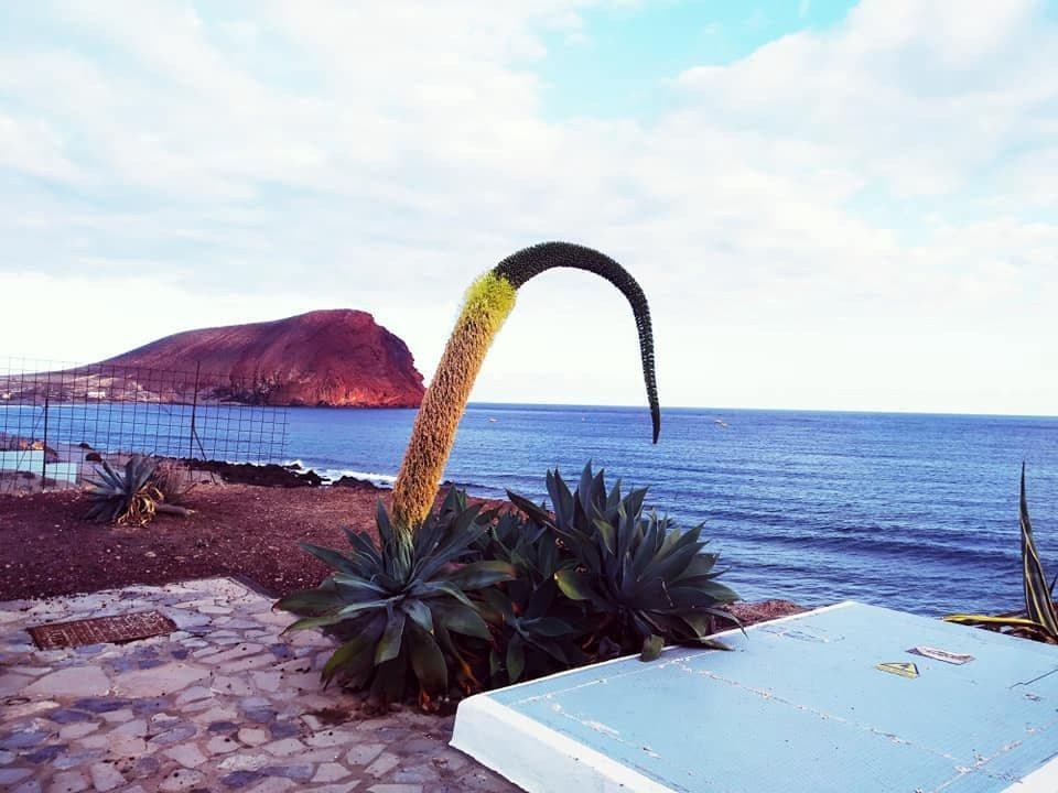 1 chambre Appartement à vendre à La Tejita - 335 000 € (Ref: 9262177)