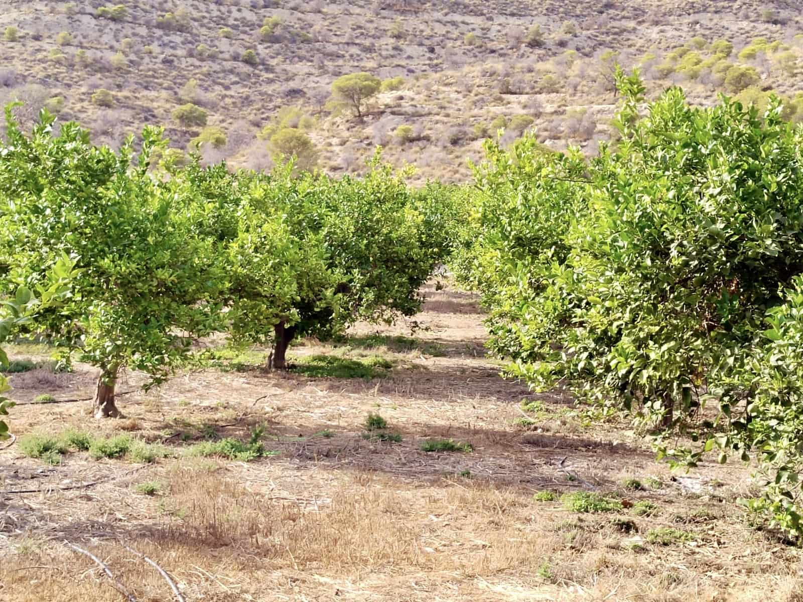 Grunde uden byggetilladelser til salg i La Villajoyosa / Vila Joiosa - € 420.000 (Ref: 10057708)