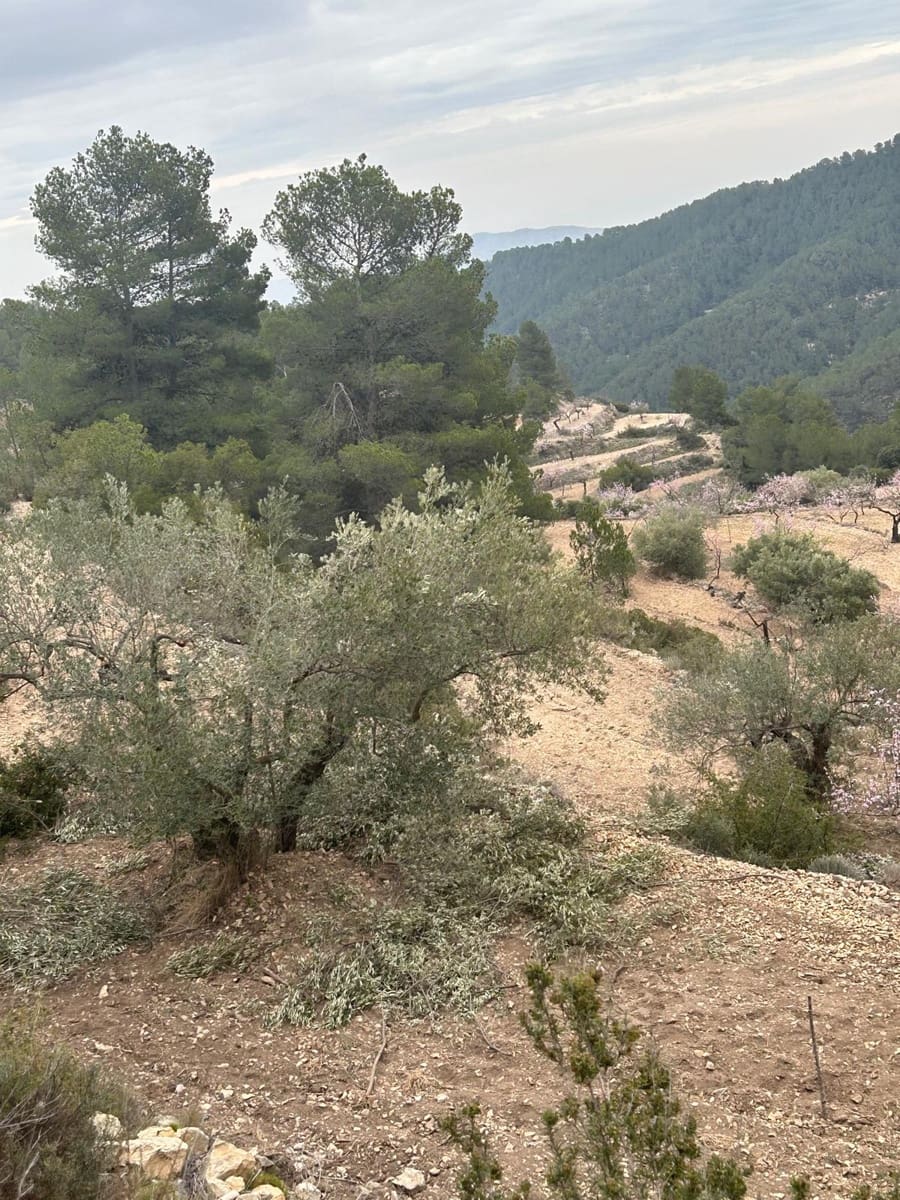 Grunde uden byggetilladelser til salg i Relleu - € 540.000 (Ref: 9050502)