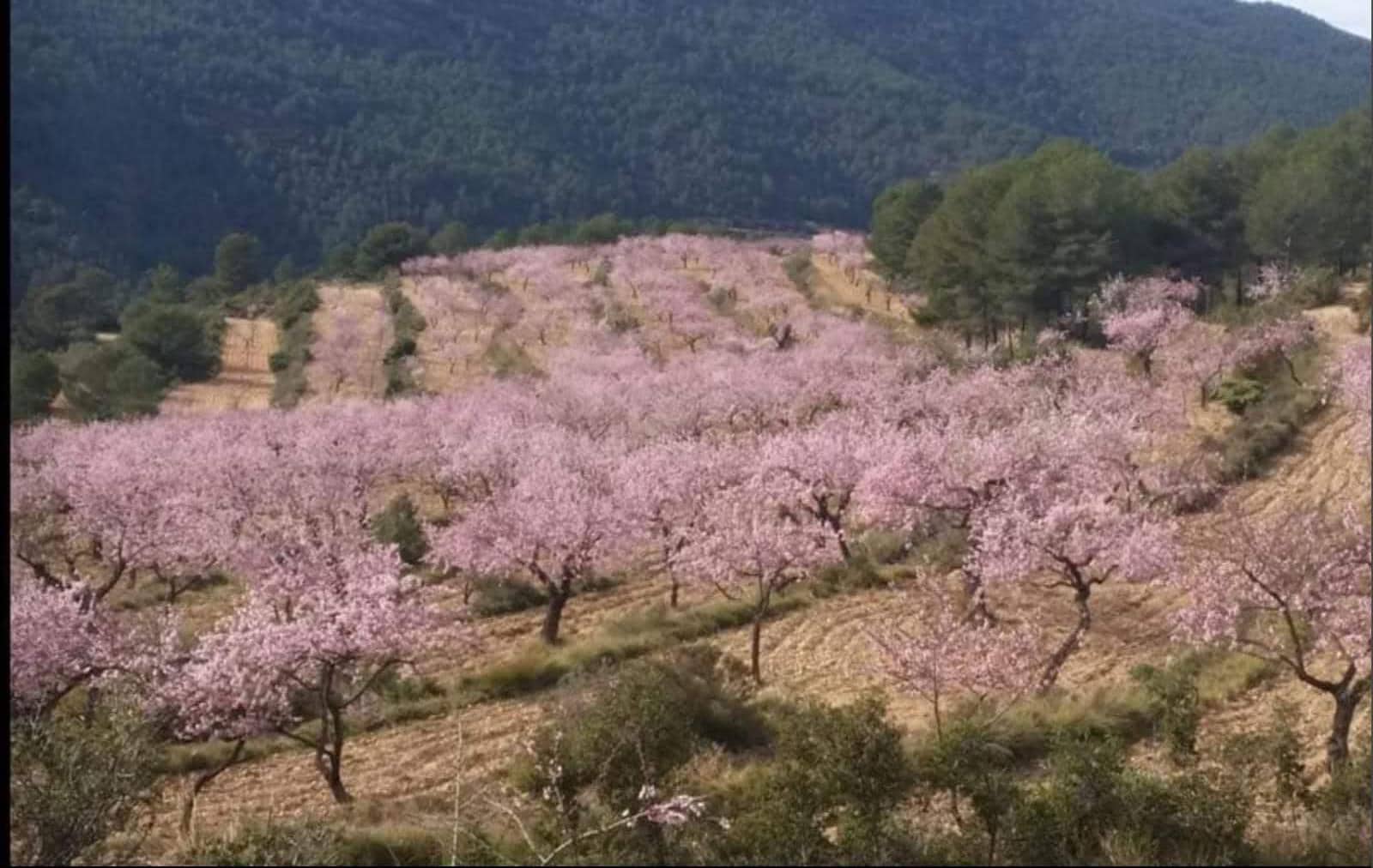 Grunde uden byggetilladelser til salg i Relleu - € 540.000 (Ref: 9050502)