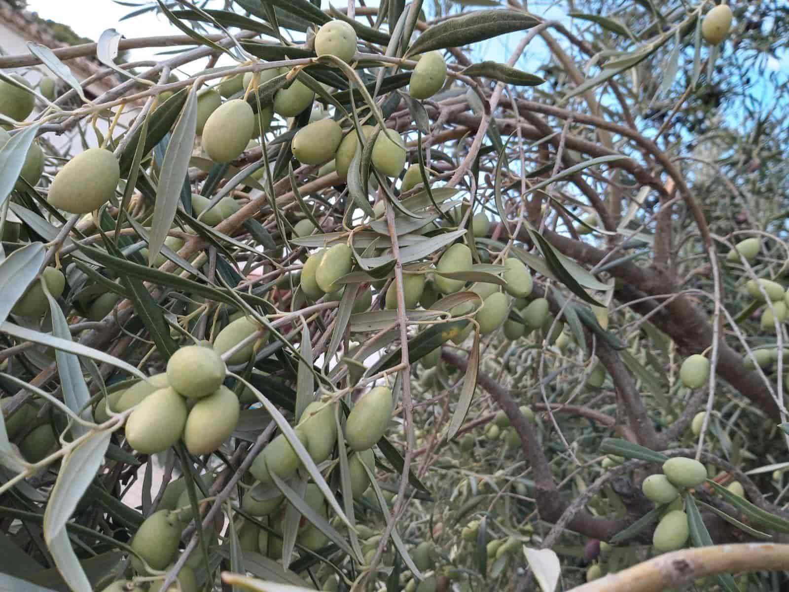 Grunde uden byggetilladelser til salg i Relleu - € 540.000 (Ref: 9050502)