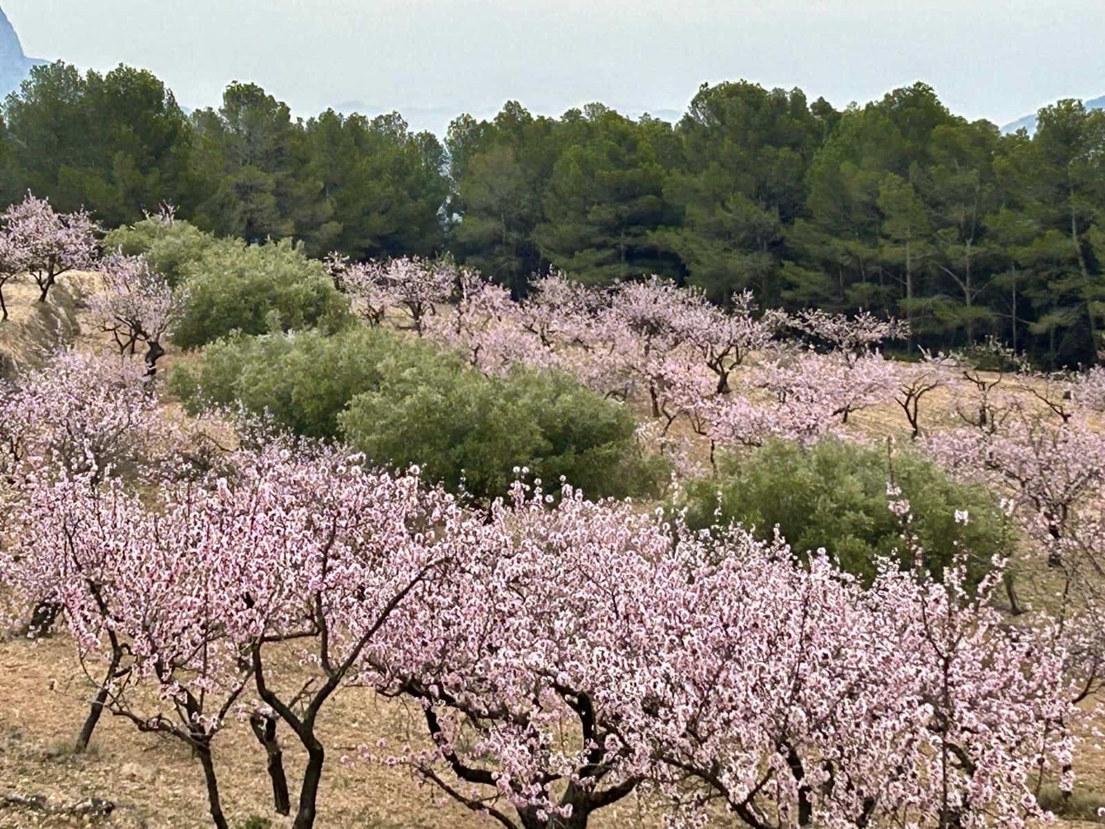 Grunde uden byggetilladelser til salg i Relleu - € 540.000 (Ref: 9050502)