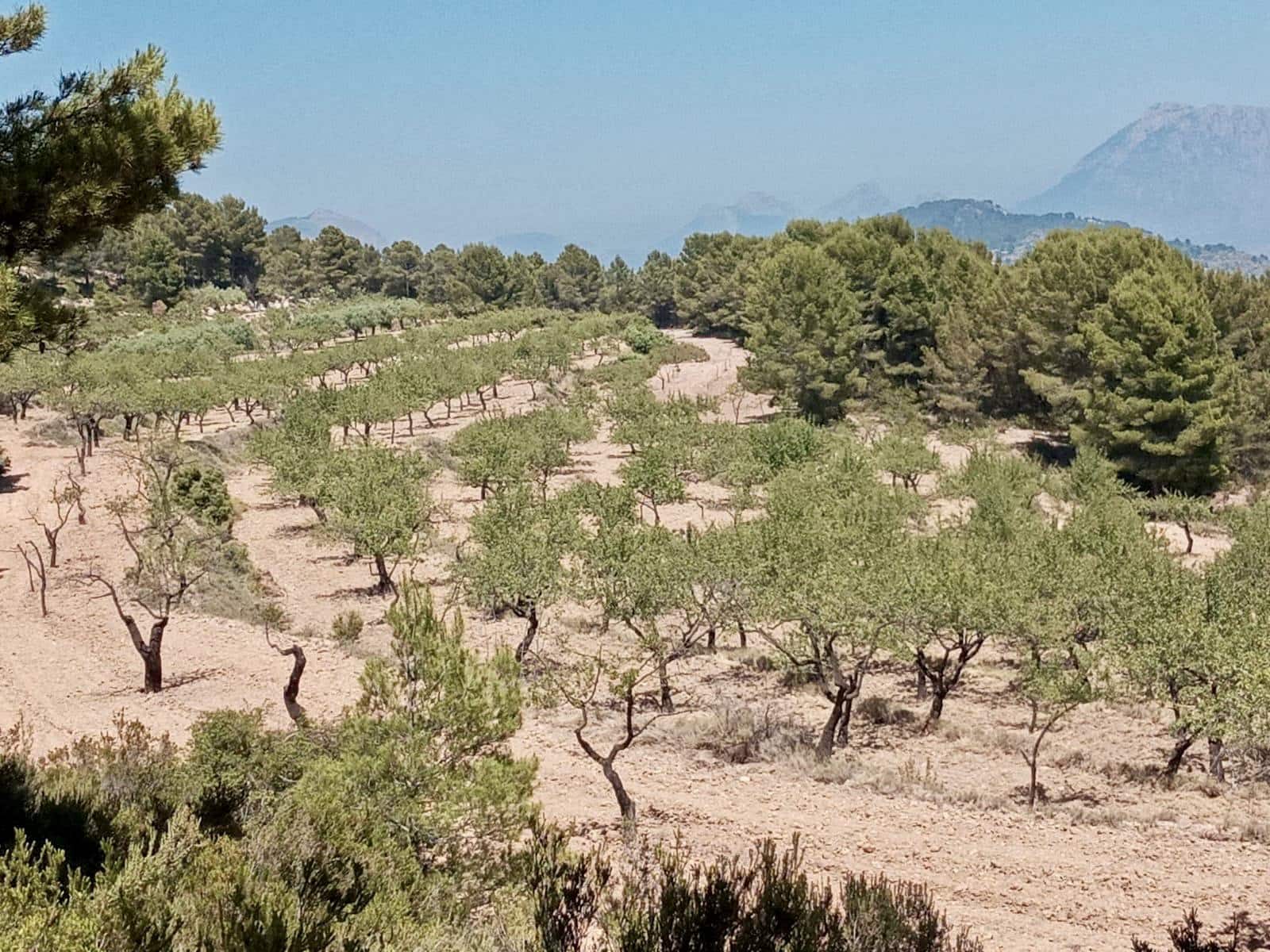 Grunde uden byggetilladelser til salg i Relleu - € 540.000 (Ref: 9050502)