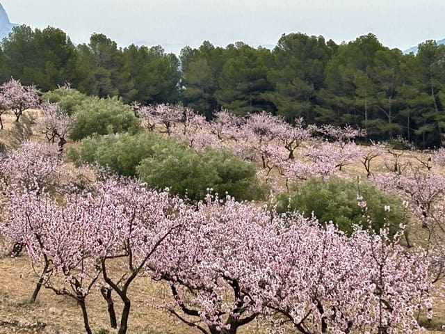 Grunde uden byggetilladelser til salg i Relleu - € 540.000 (Ref: 9050502)