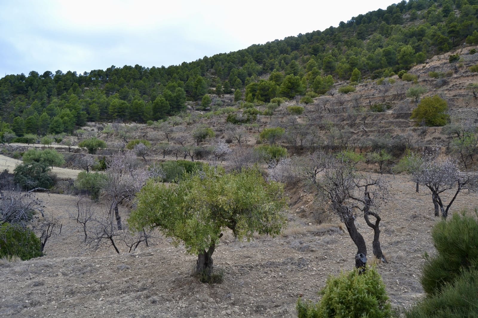 Grunde uden byggetilladelser til salg i Relleu - € 540.000 (Ref: 9050502)