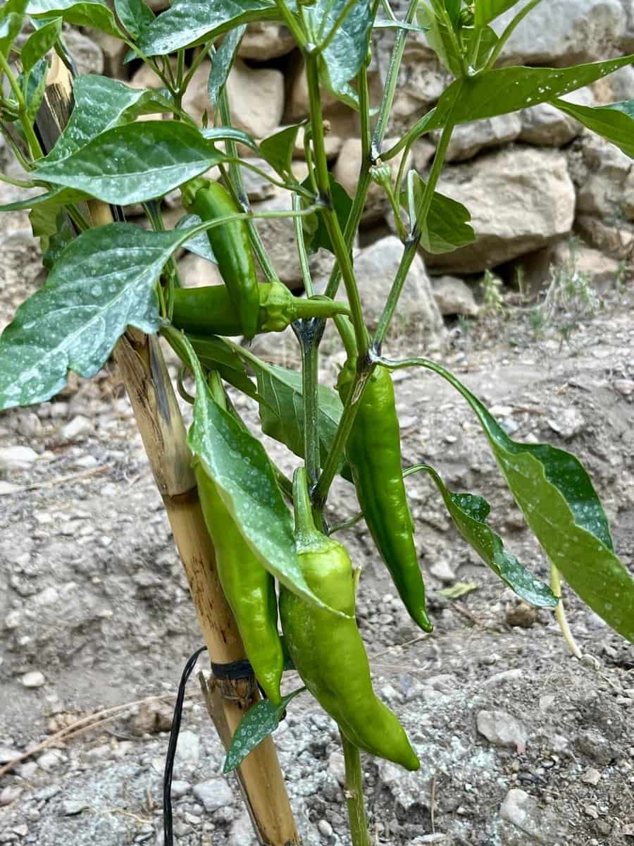 Grond te koop in Sella - € 36.000 (Ref: 9108270)