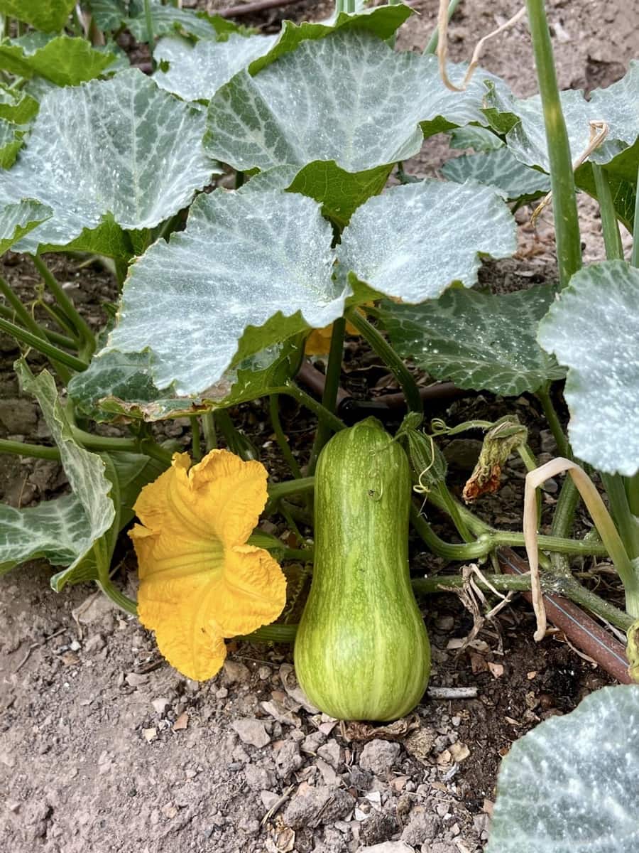 Grond te koop in Sella - € 36.000 (Ref: 9108270)