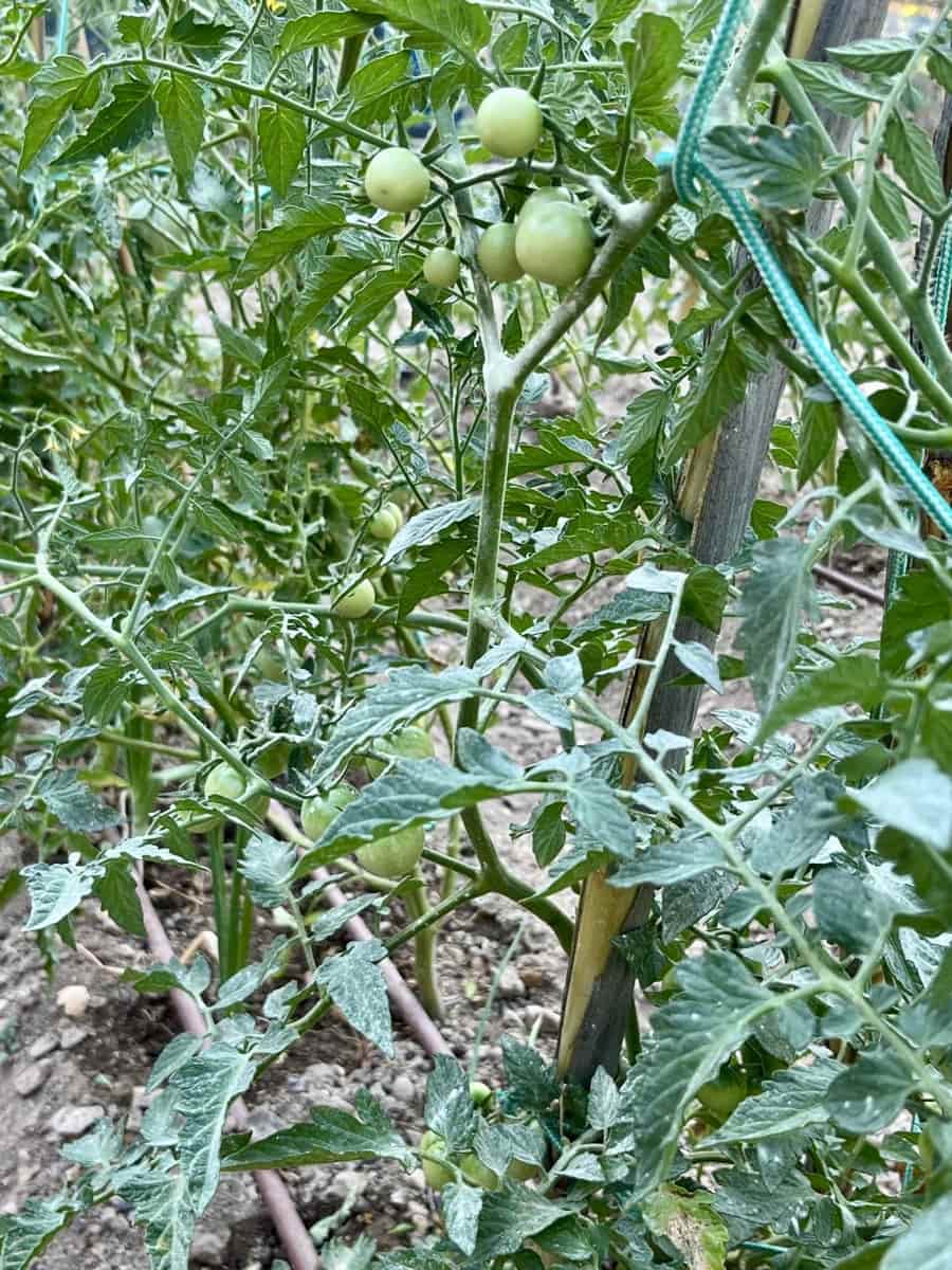 Grond te koop in Sella - € 36.000 (Ref: 9108270)