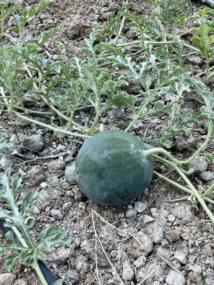 Grond te koop in Sella - € 36.000 (Ref: 9108270)