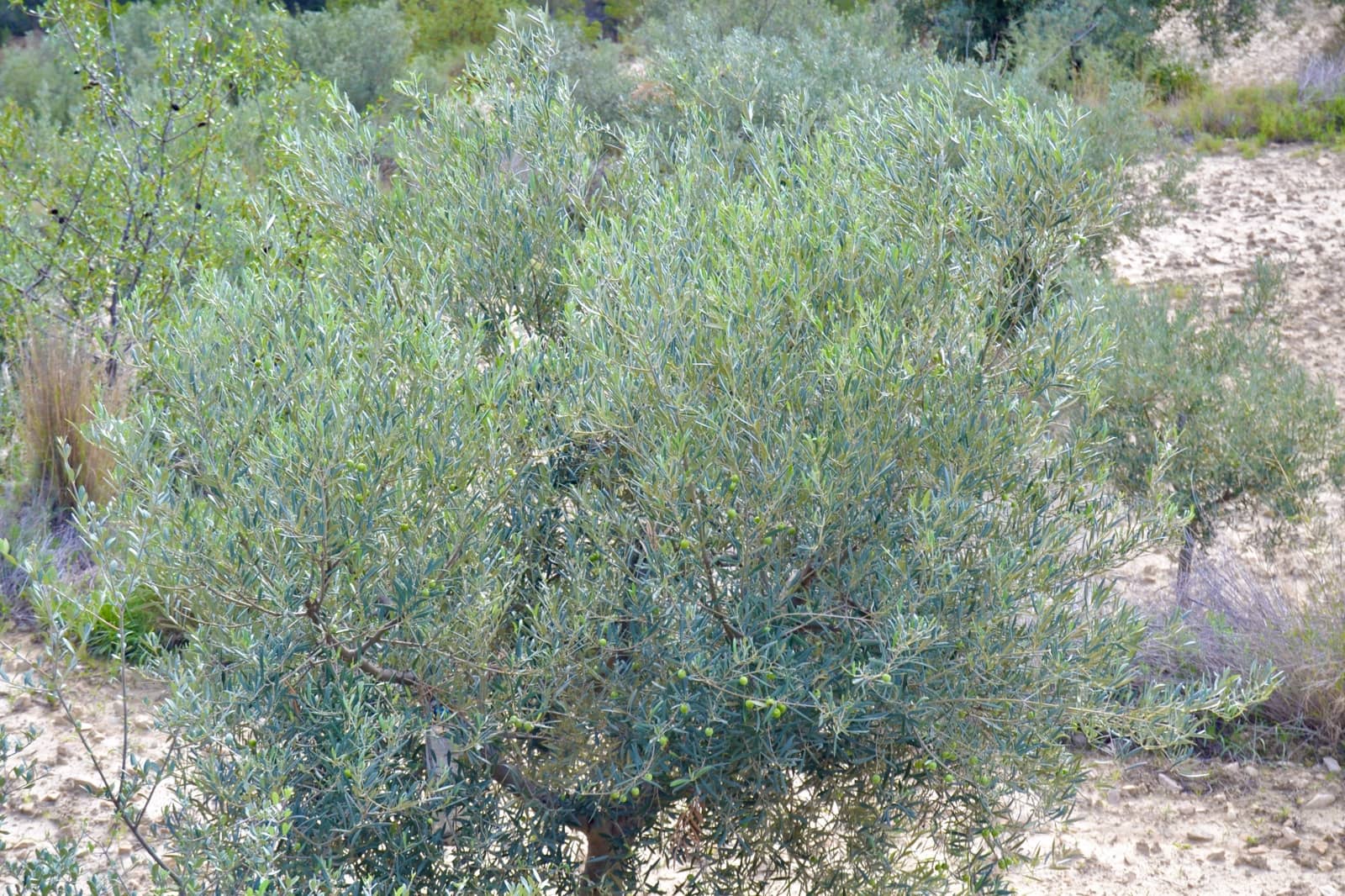 Grond te koop in Relleu - € 58.000 (Ref: 9357474)