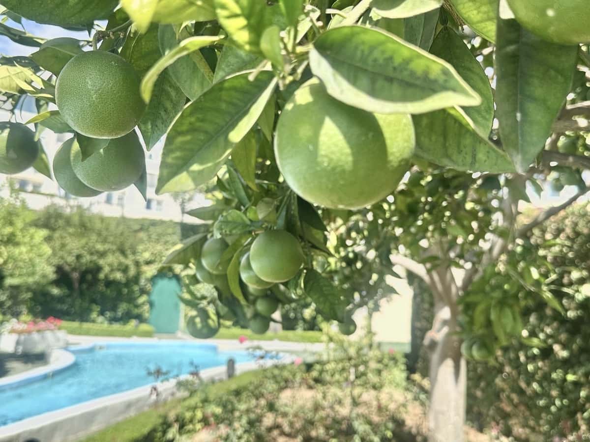 2 quarto Apartamento de Praia para arrendar em Marbella com piscina garagem - 3 000 € (Ref: 10012529)
