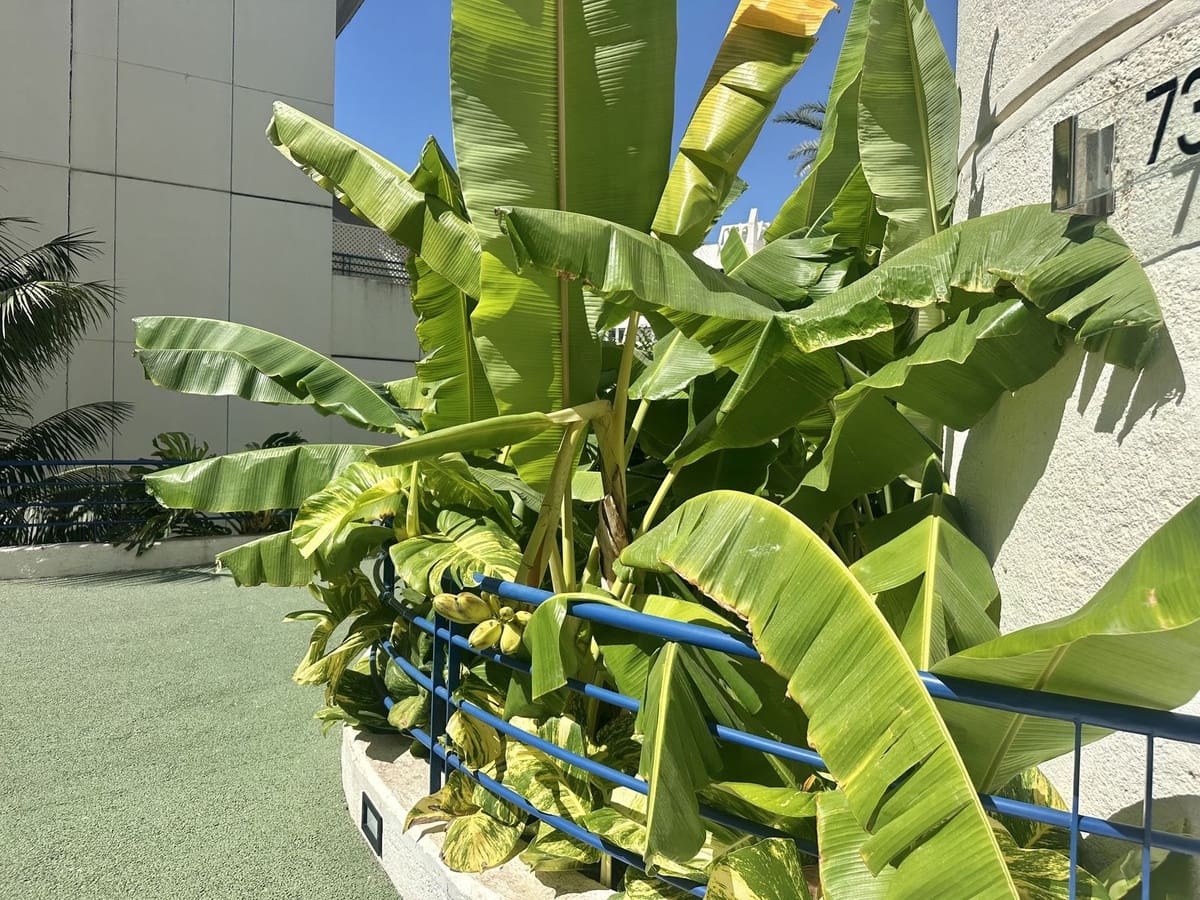 2 Zimmer Strandapartment zu verkaufen in Marbella mit Pool Garage - 850.000 € (Ref: 9278328)