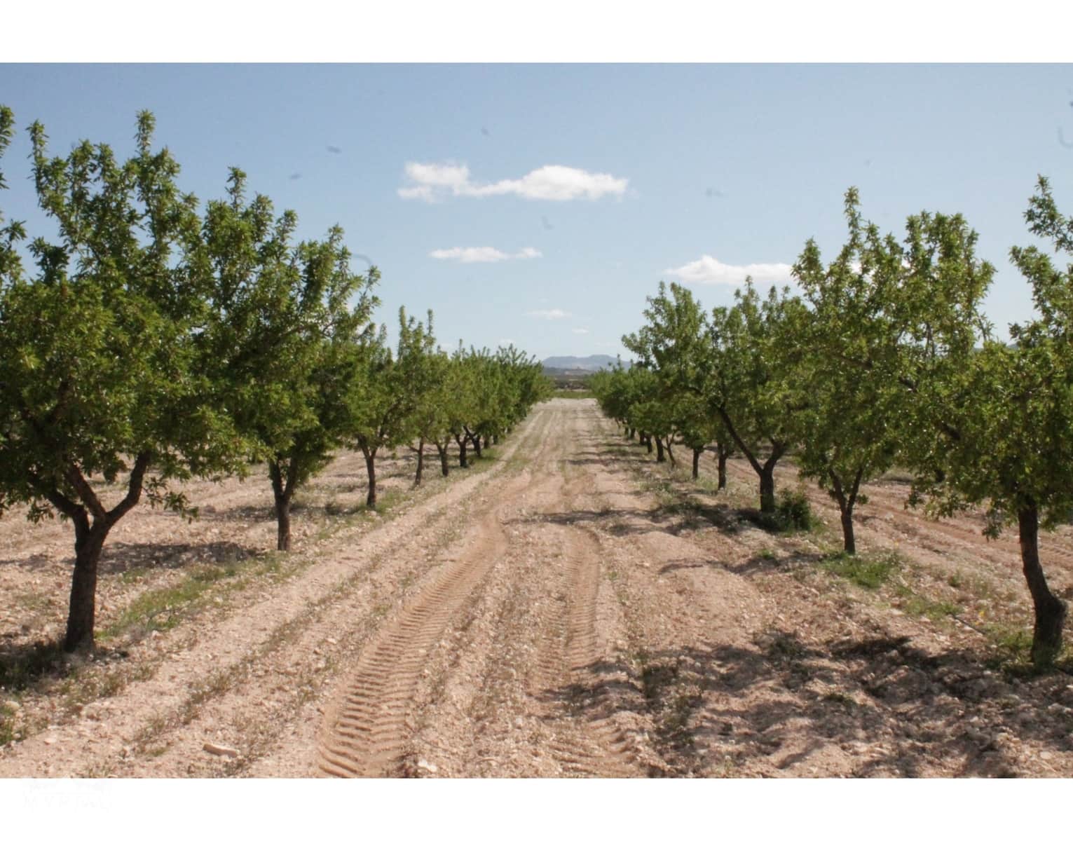6 sypialnia Finka/Dom wiejski na sprzedaż w Jumilla z garażem - 95 000 € (Ref: 10171060)