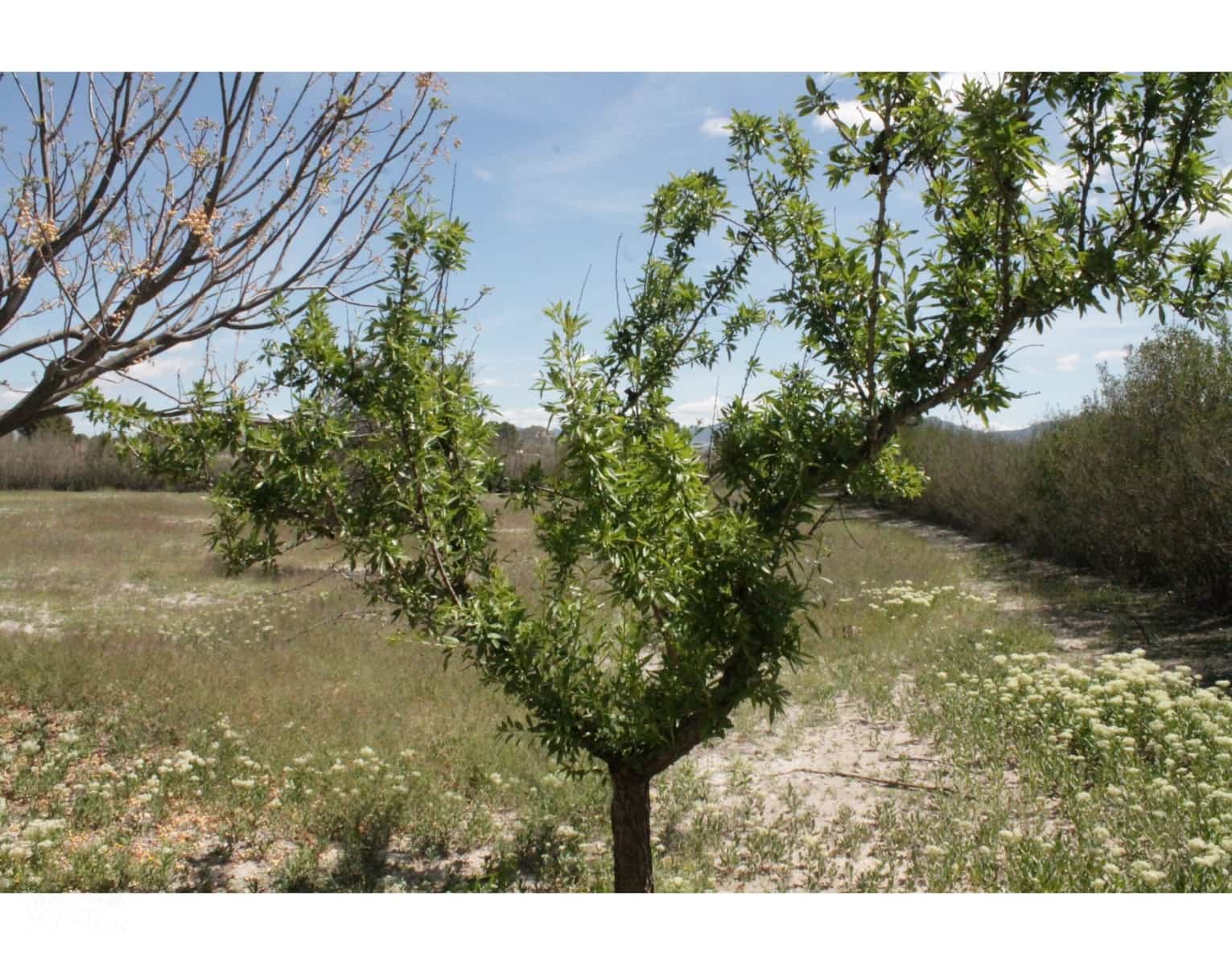3 bedroom Finca/Country House for sale in Villena - € 269,000 (Ref: 9516447)