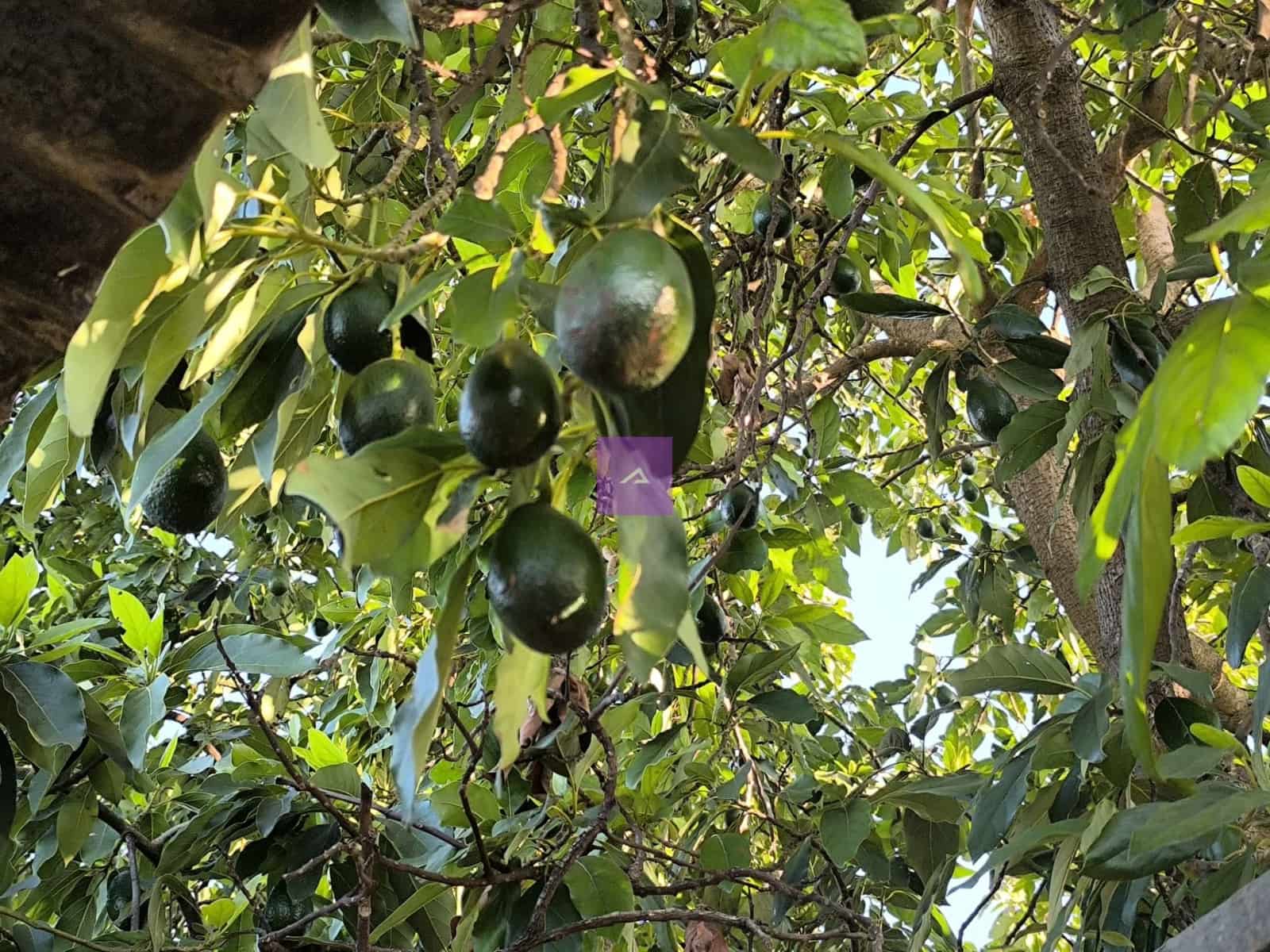 2 Zimmer Finca/Landgut zu verkaufen in Carcaixent mit Pool Garage - 124.000 € (Ref: 9412452)